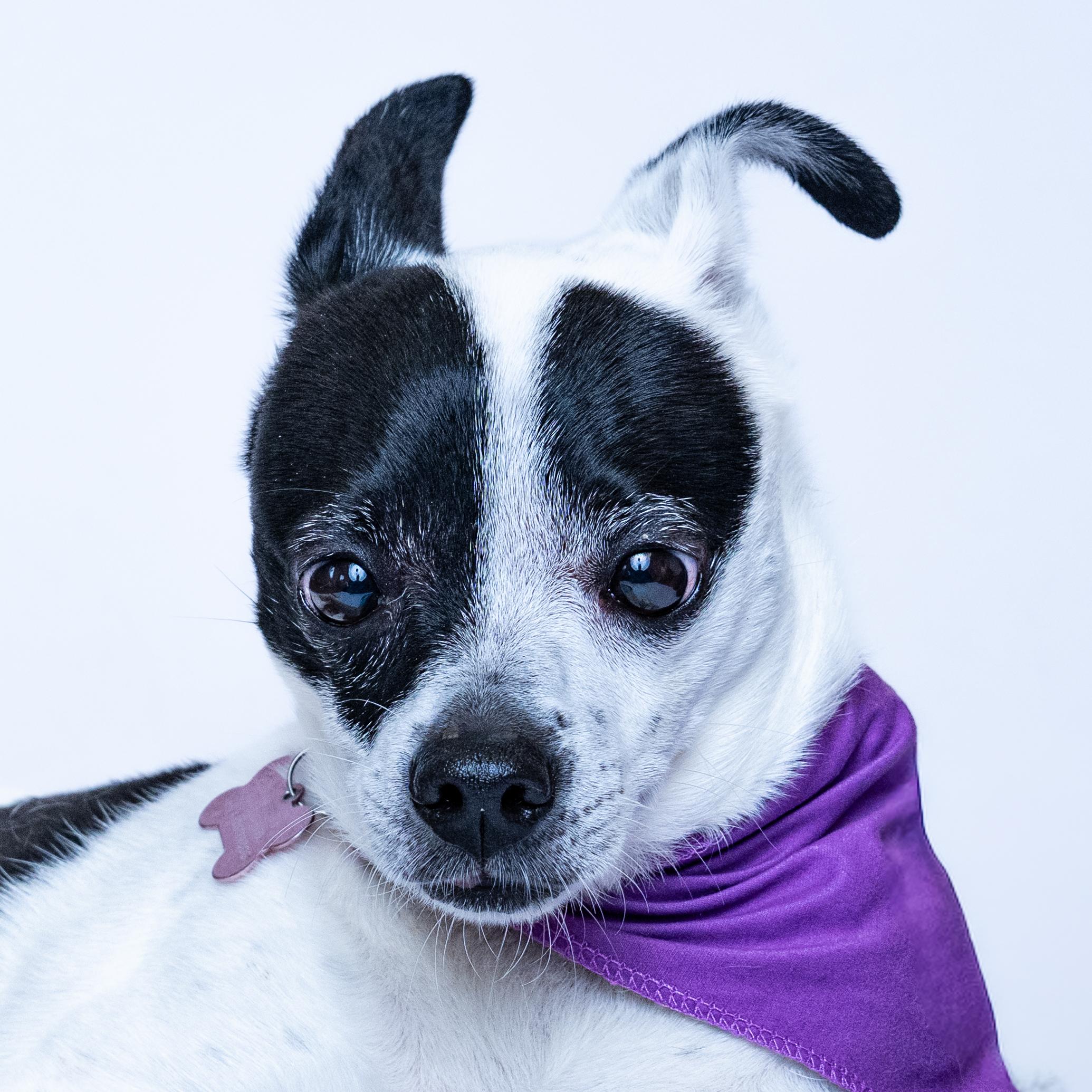 Princess, Adoptable, Adult Female Terrier & Chihuahua.