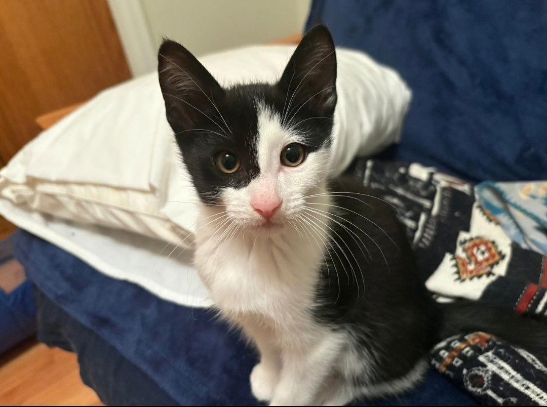 Enlarge Pirate Guy, a Adoptable Domestic Short Hair in Forest Lake, MN image 1/2