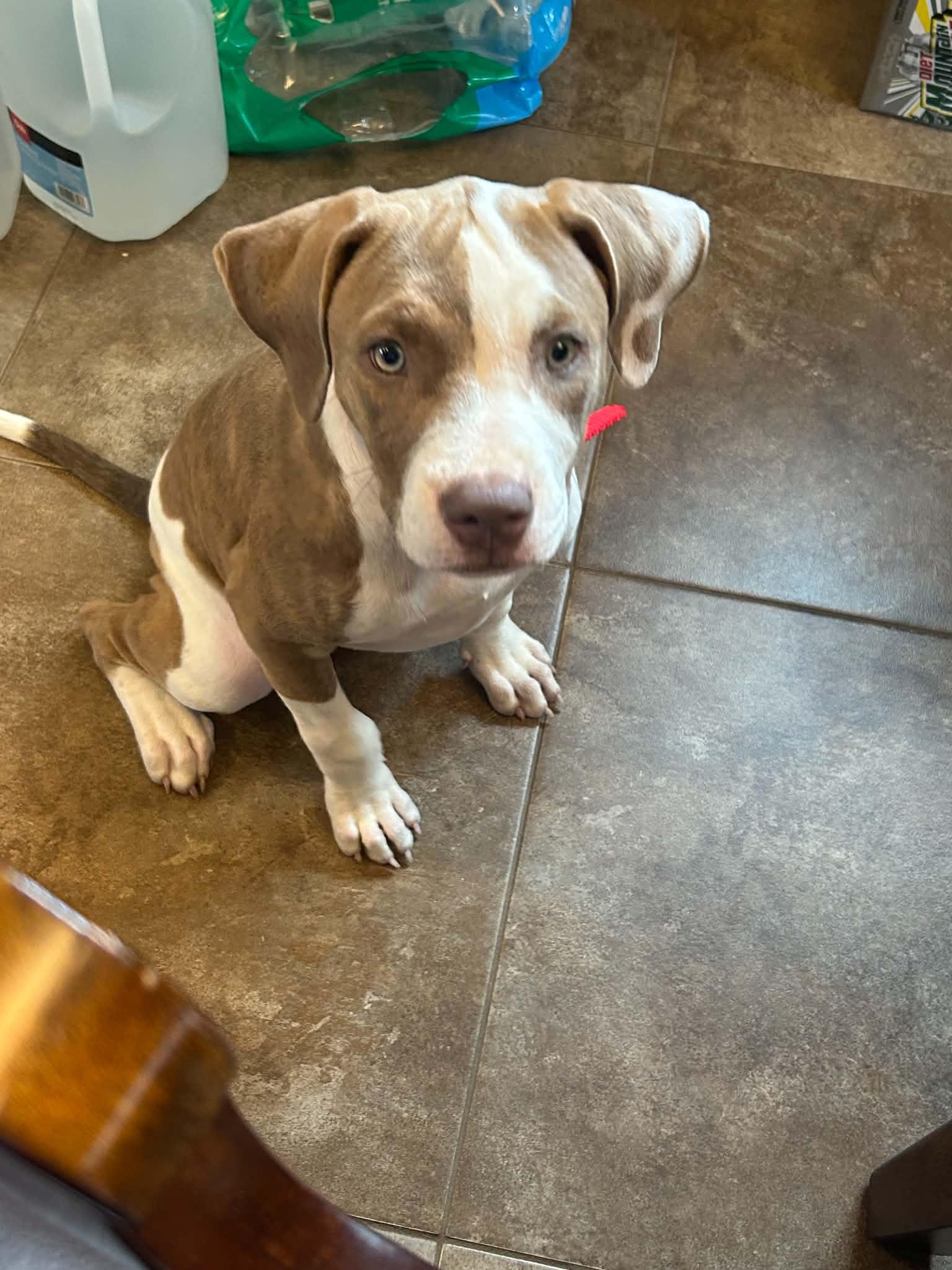 Enlarge Jasmine, a Adoptable mixed breed in Minneapolis, MN image 5/6