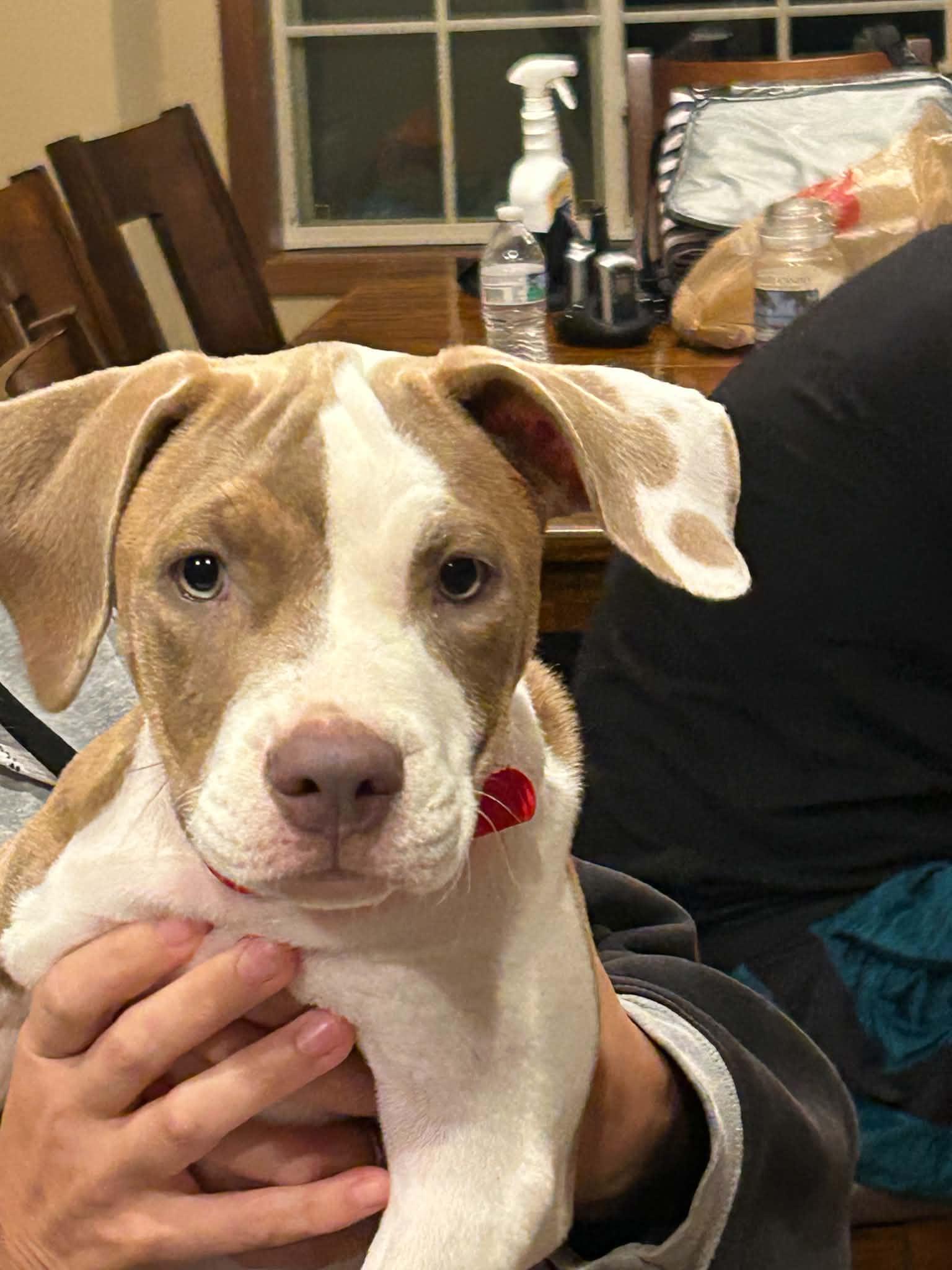 Jasmine, Adoptable, Young Female Pit Bull Terrier & Boxer.
