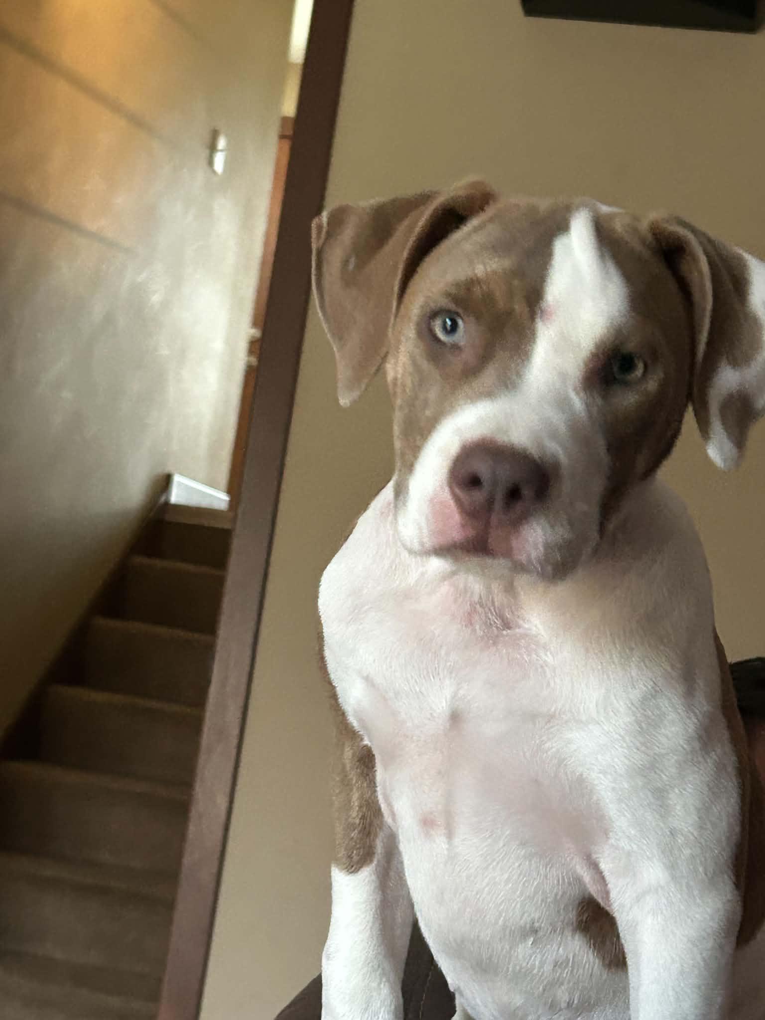 Enlarge Jasmine, a Adoptable mixed breed in Minneapolis, MN image 4/6