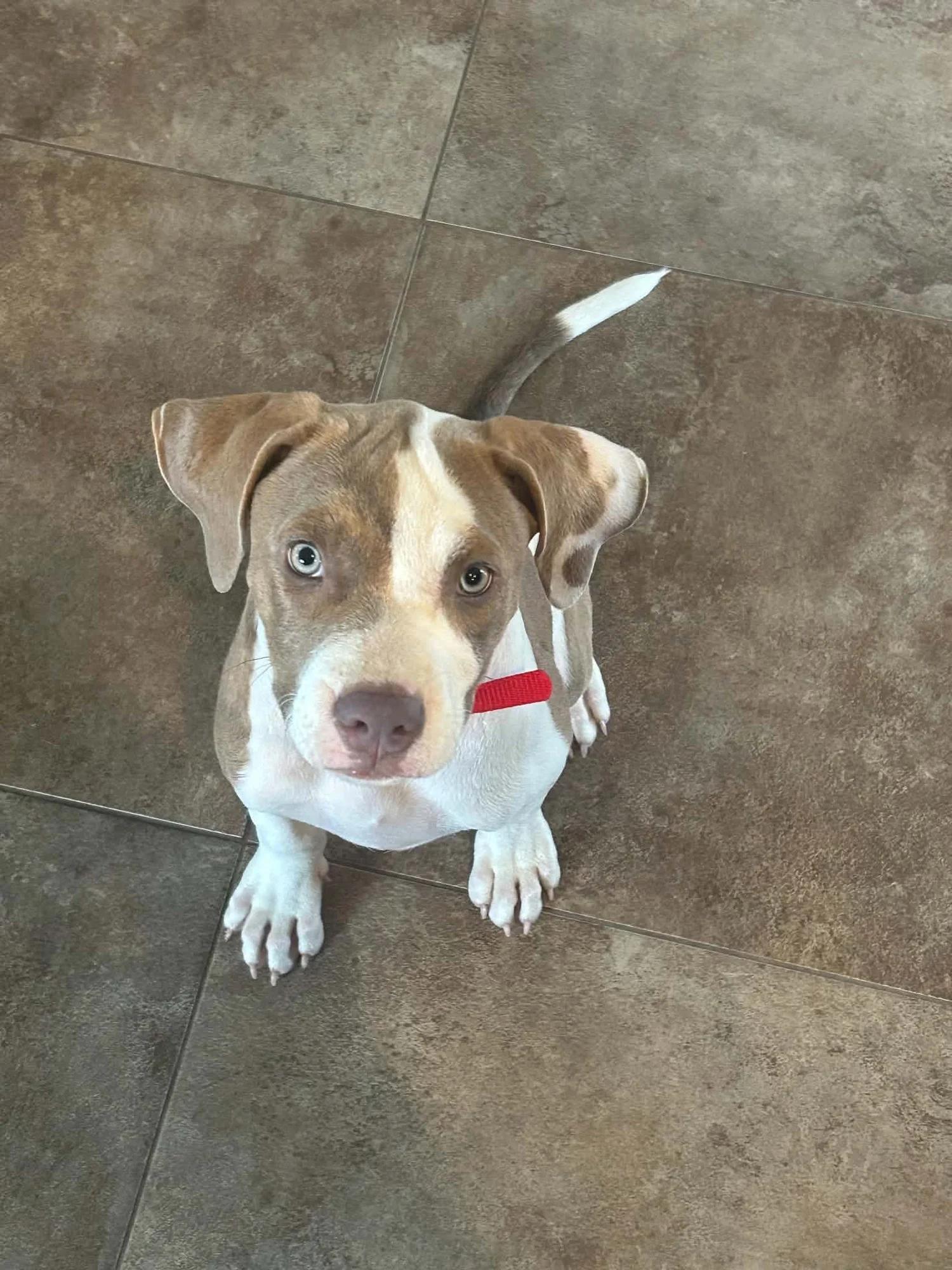 Enlarge Jasmine, a Adoptable mixed breed in Minneapolis, MN image 3/6