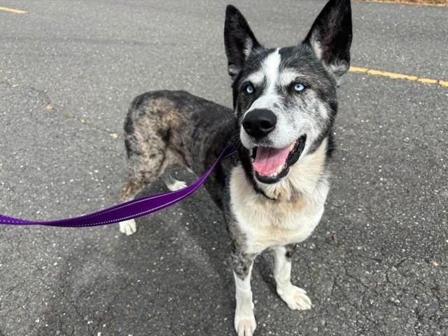 BLUE, Adoptable, Adult Male Akita & Mixed Breed.