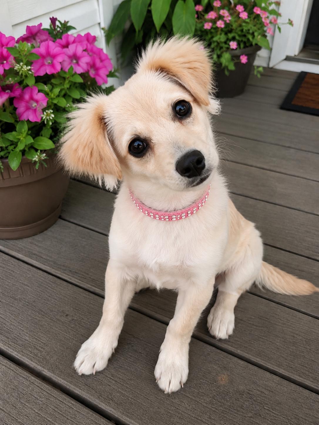 Genevieve, adopted, Puppy Female Terrier.