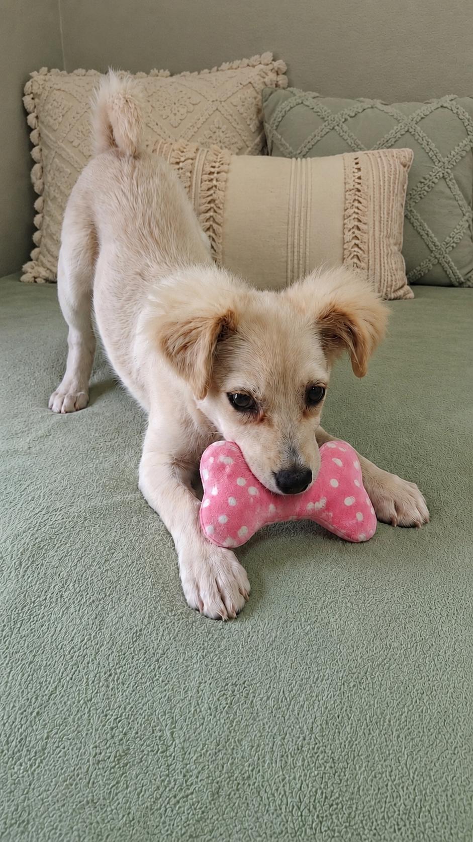 Enlarge Genevieve, an adopted Terrier in NOTTINGHAM, MD image 2/6