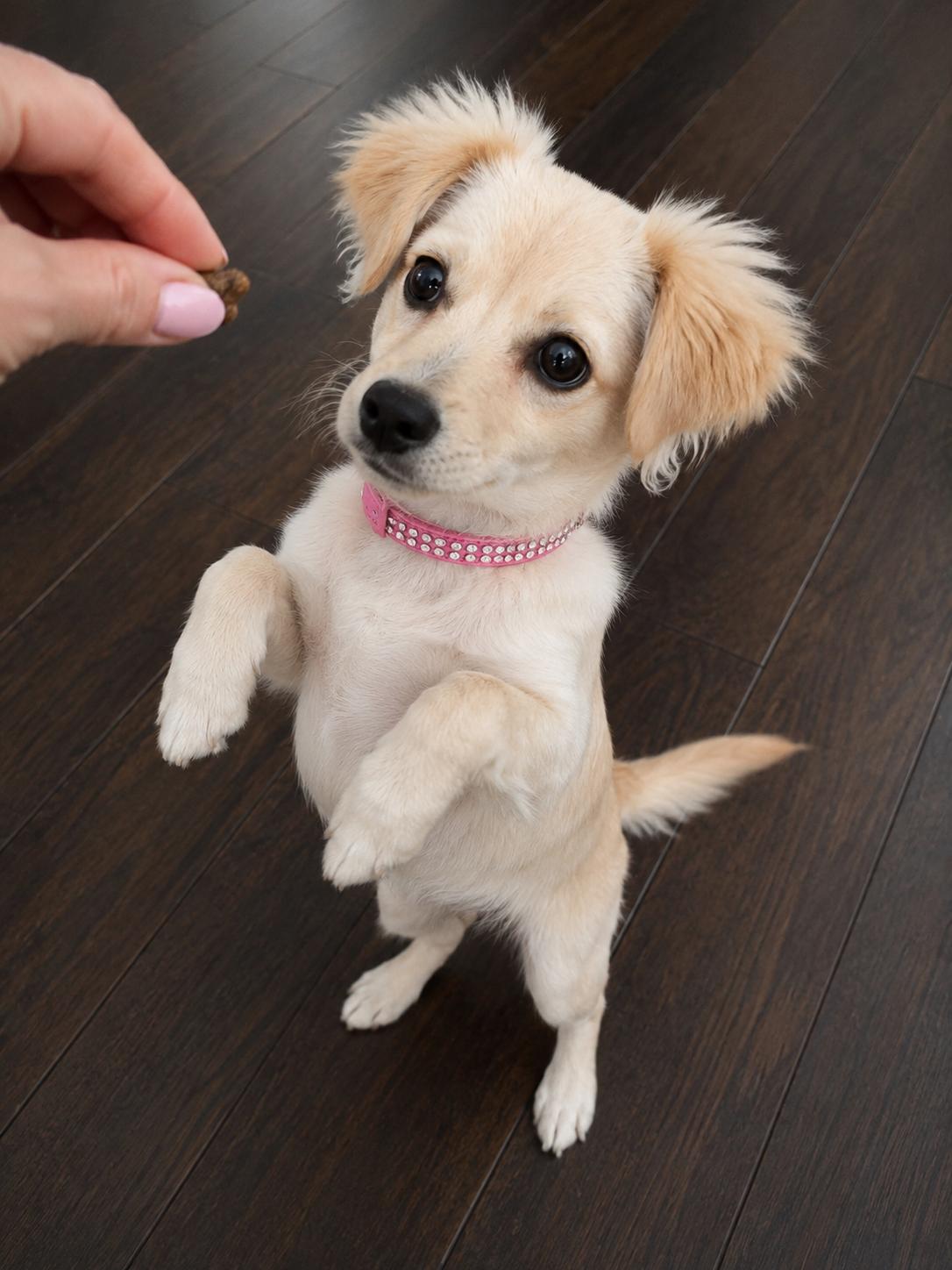 Enlarge Genevieve, an adopted Terrier in NOTTINGHAM, MD image 4/6