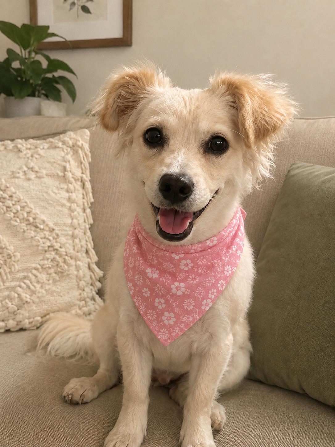 Enlarge Genevieve, an adopted Terrier in NOTTINGHAM, MD image 3/6