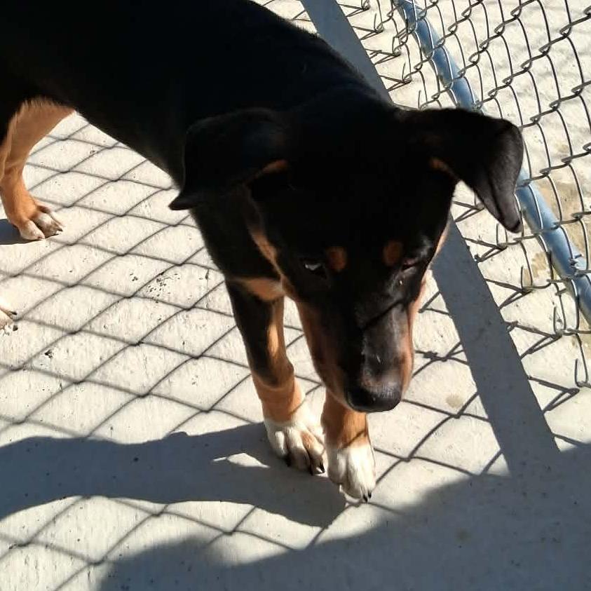 Smitten, Adoptable, Young Male Shepherd & Mixed Breed.