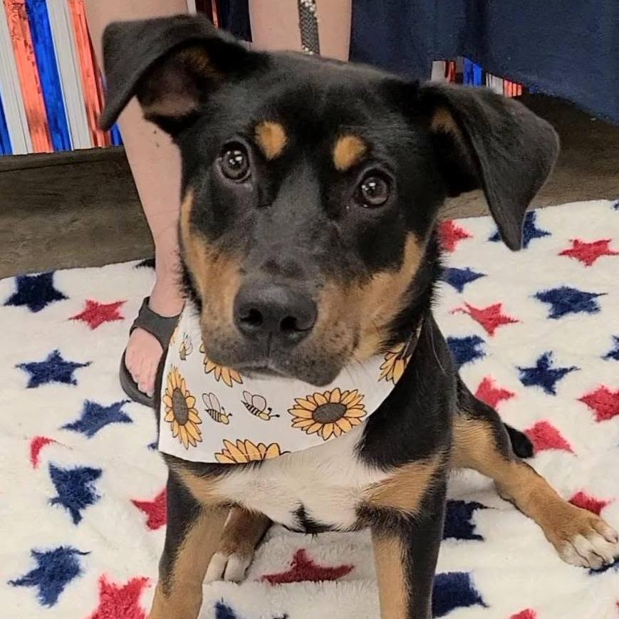 Enlarge Smitten, a Adoptable mixed breed in Enterprise, AL image 2/2