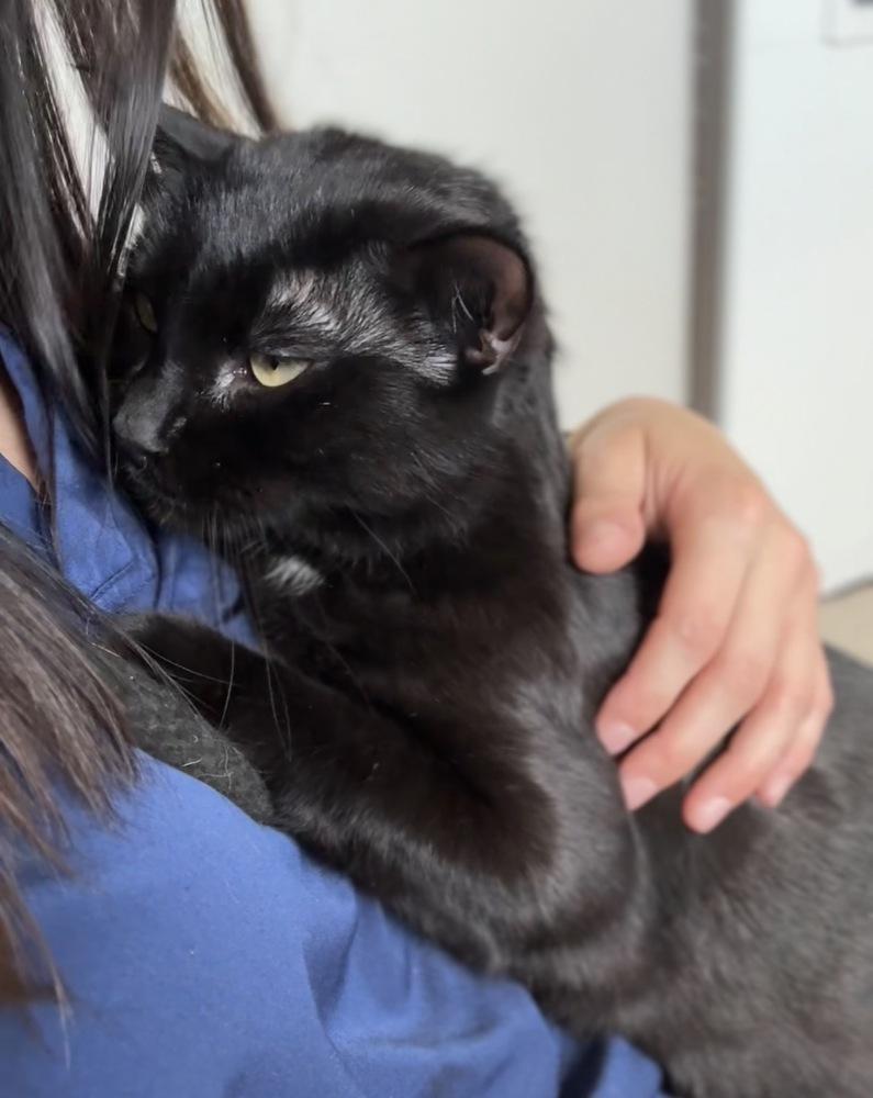 Magic, Adoptable, Adult Female Domestic Short Hair.