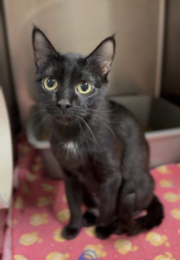 Magic, Adoptable, Adult Female Domestic Short Hair.