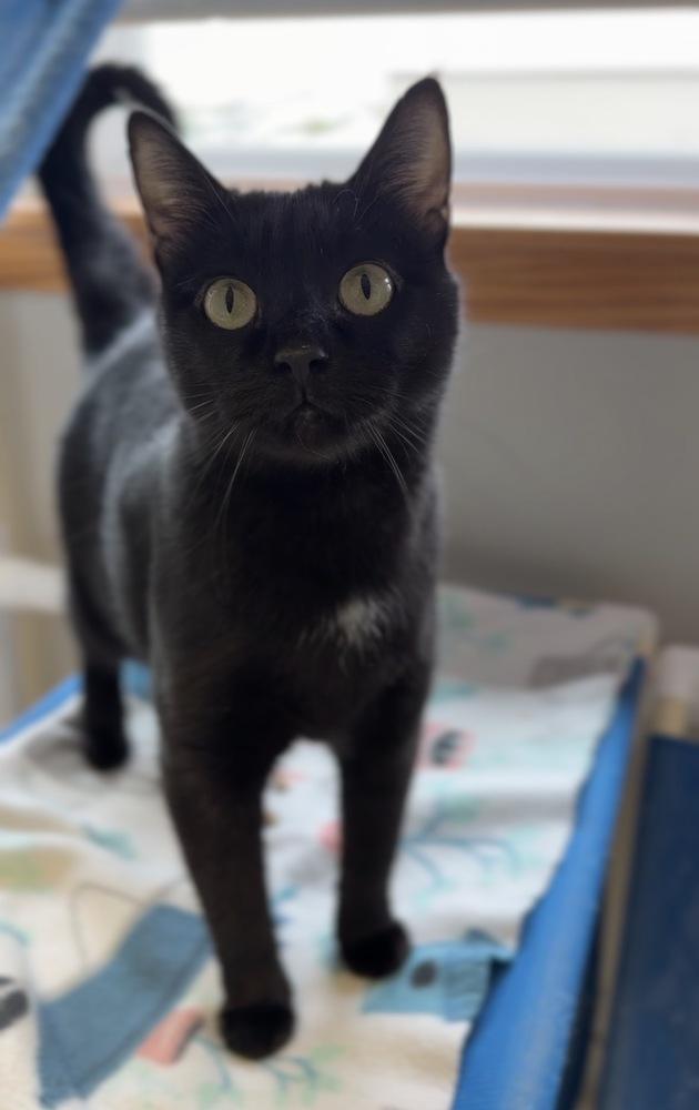 Enlarge Magic, a Adoptable mixed breed in Bemidji, MN image 2/3