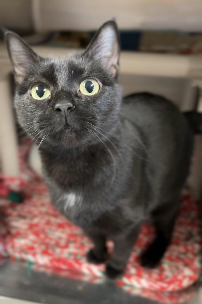Enlarge Magic, a Adoptable mixed breed in Bemidji, MN image 3/3