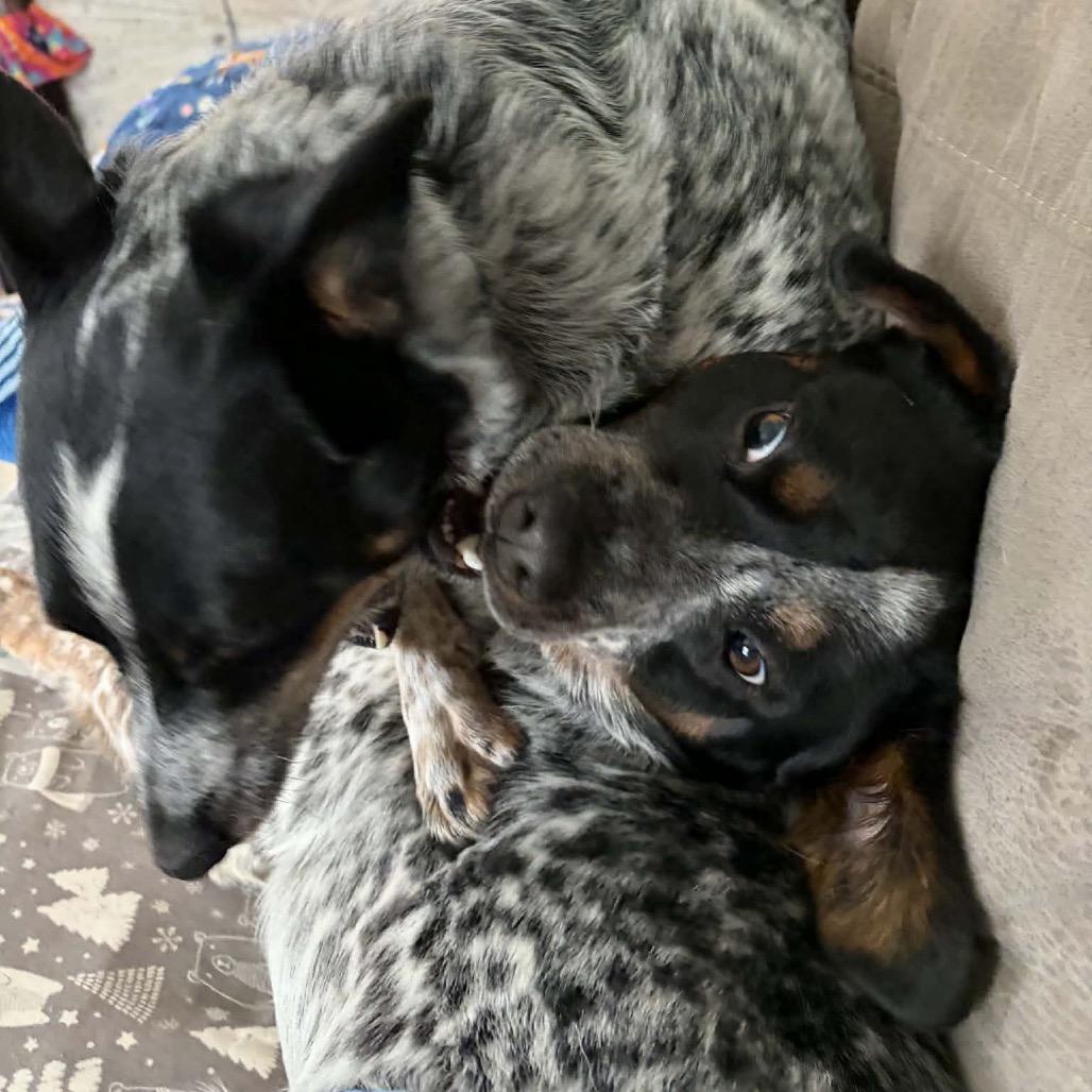 Enlarge Baxter, a Adoptable mixed breed in Buffalo, MN image 1/6