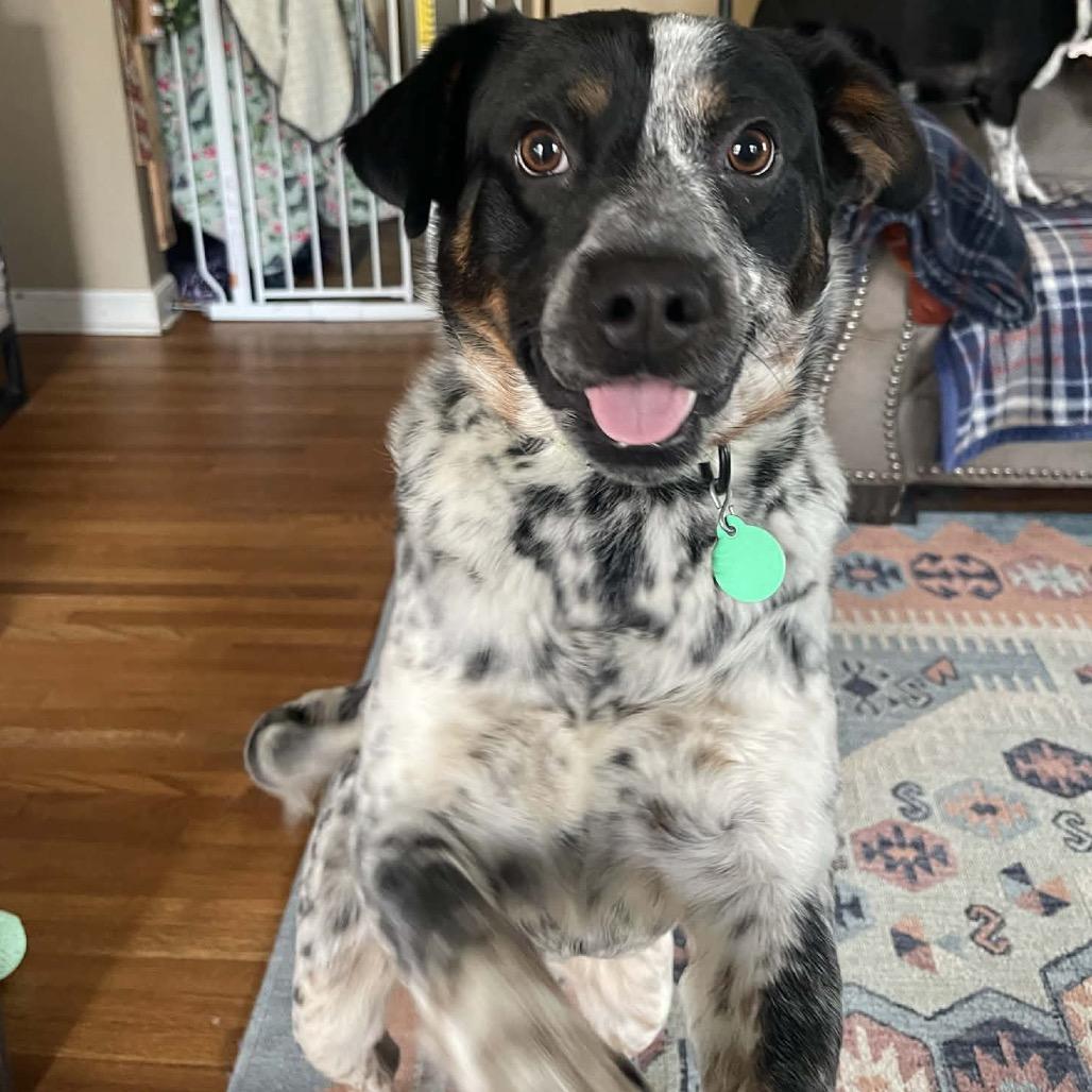 Enlarge Baxter, a Adoptable mixed breed in Buffalo, MN image 2/6