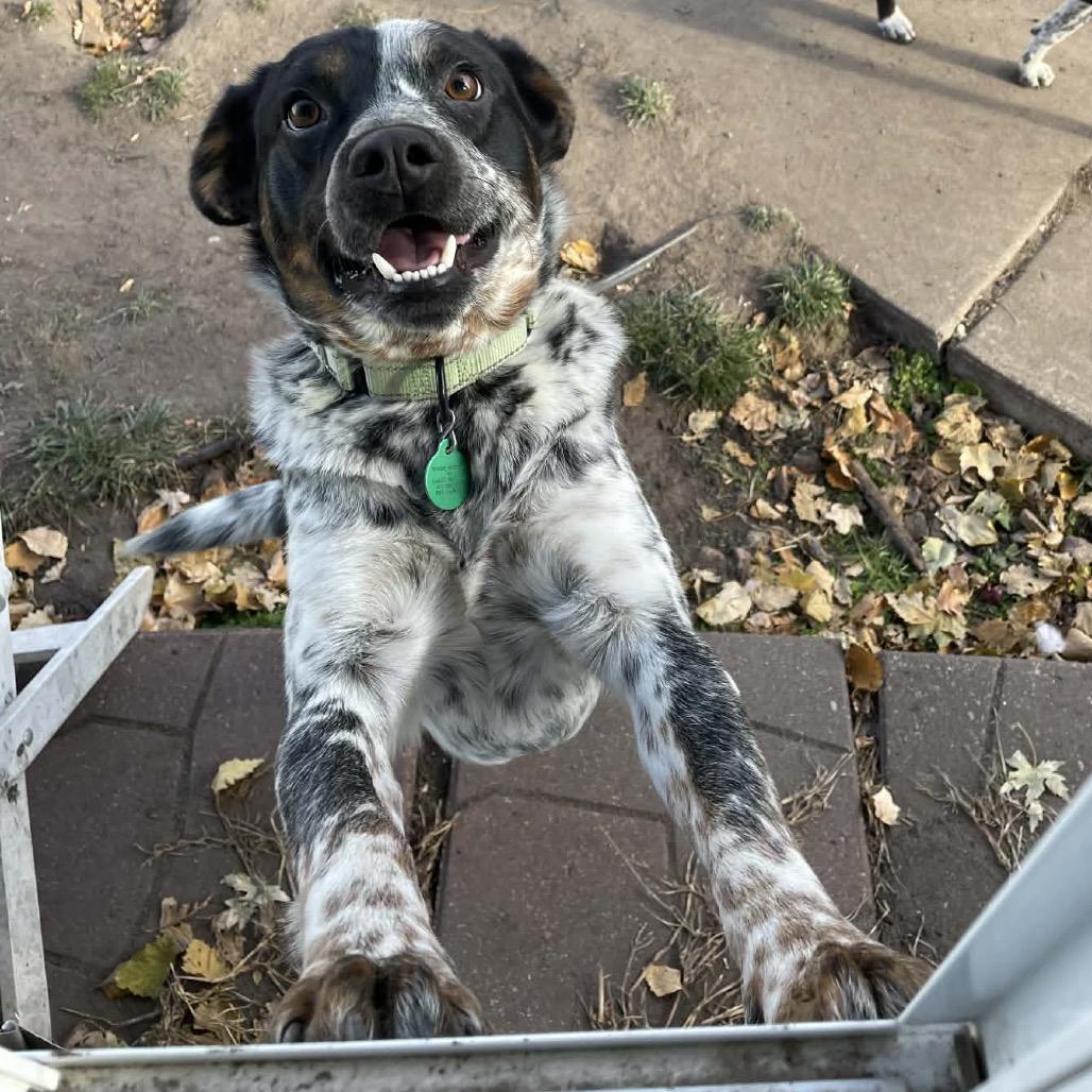 Enlarge Baxter, a Adoptable mixed breed in Buffalo, MN image 3/6