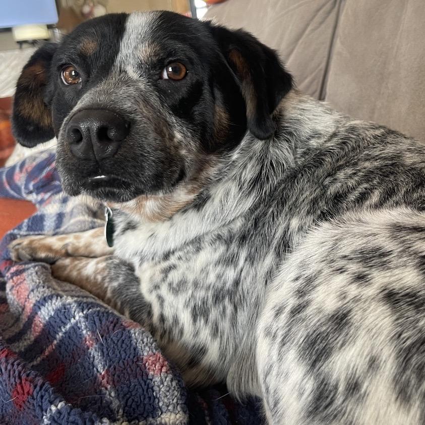 Baxter, Adoptable, Young Male Australian Cattle Dog / Blue Heeler.