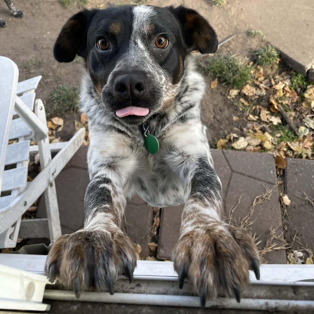 Enlarge Baxter, a Adoptable mixed breed in Buffalo, MN image 4/6