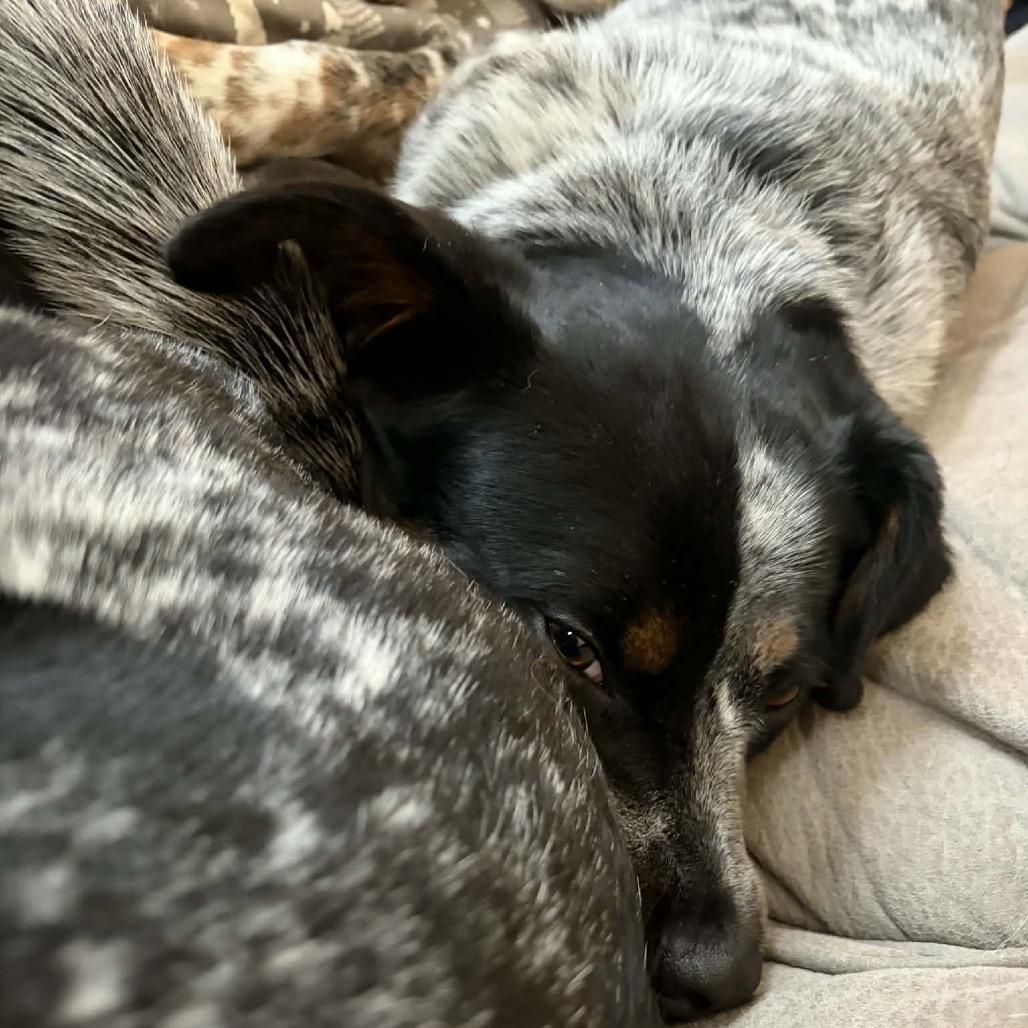 Enlarge Baxter, a Adoptable mixed breed in Buffalo, MN image 5/6