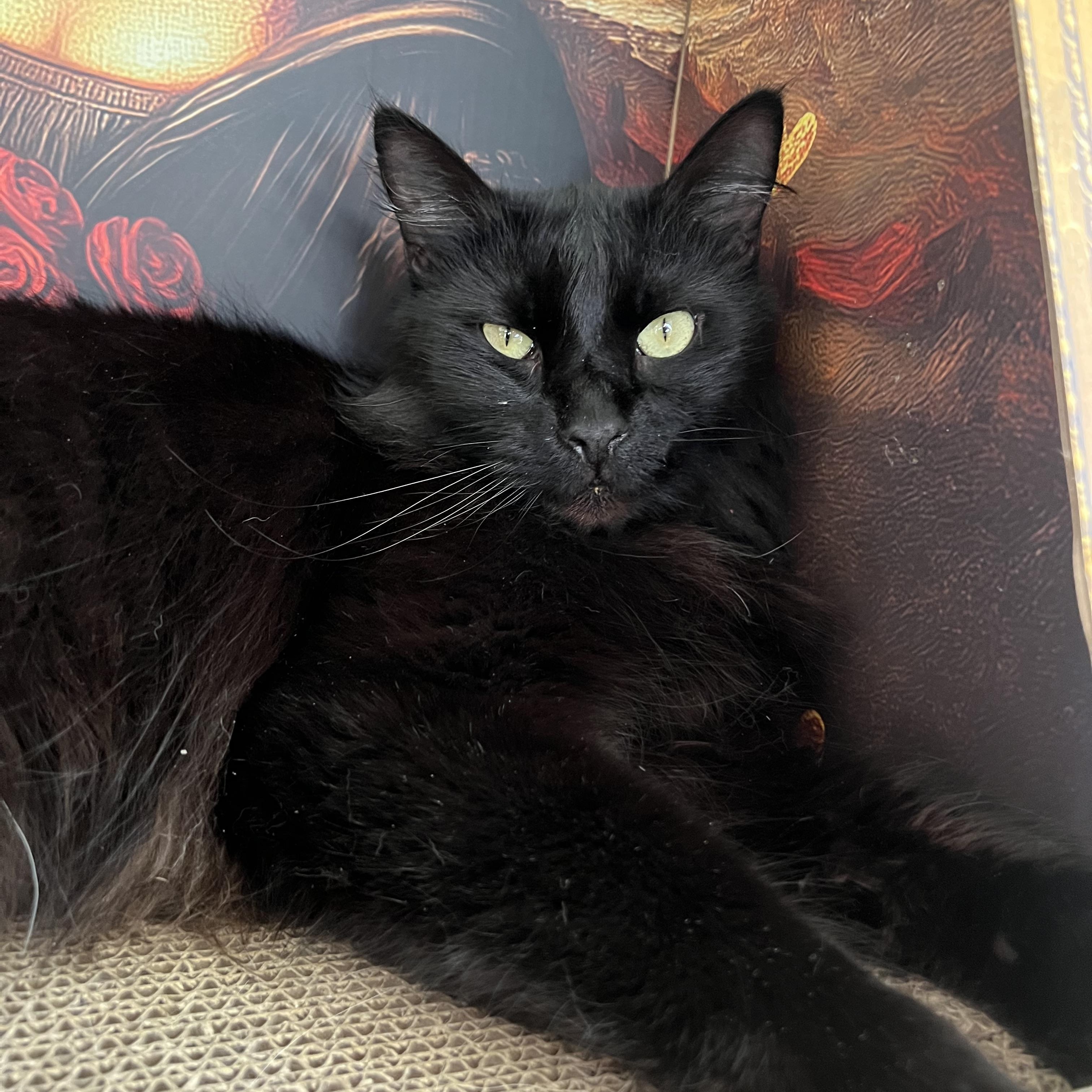 Enlarge Binx, a ADOPTABLE Domestic Medium Hair in San Jose, CA image 3/5