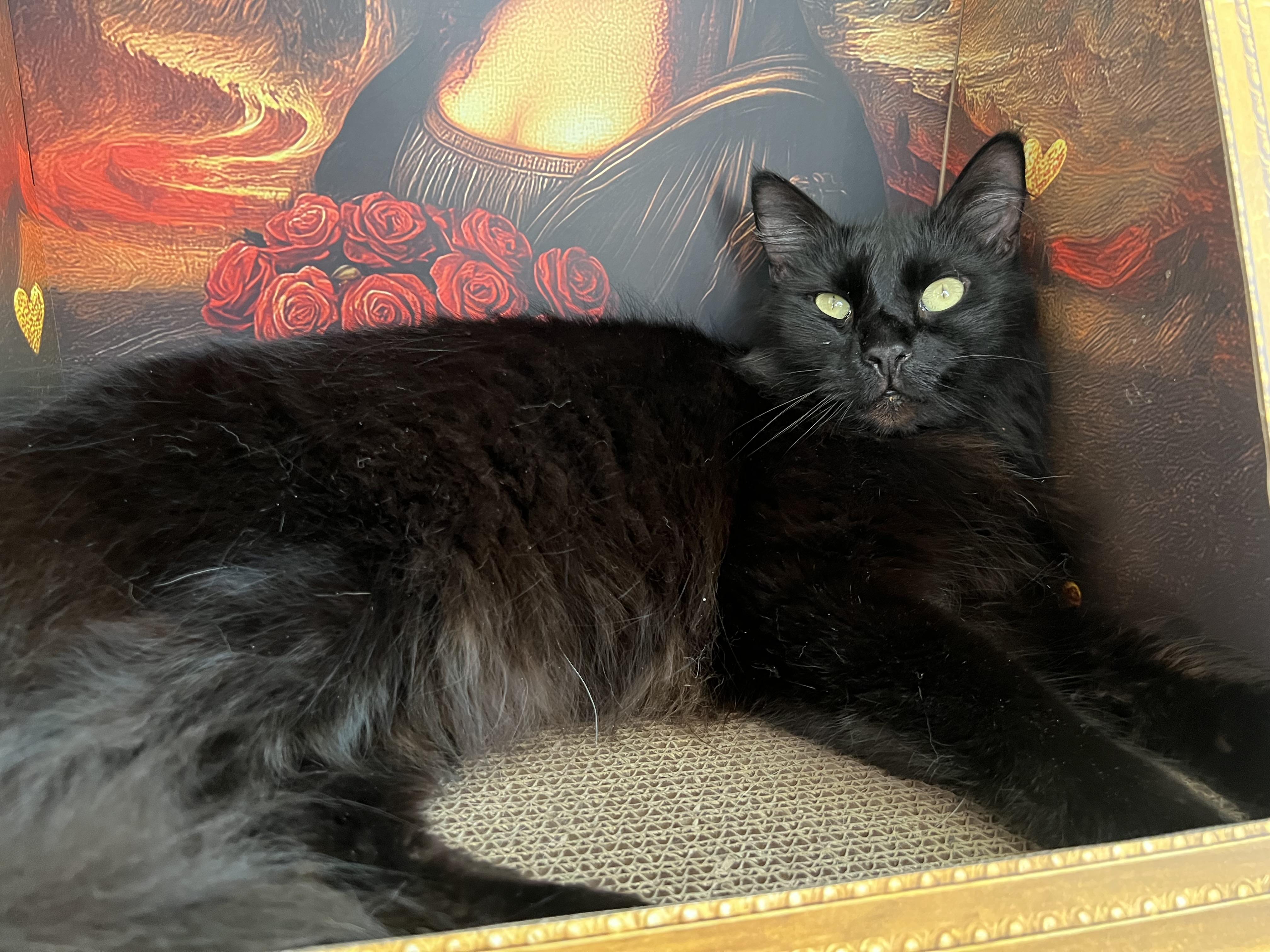 Enlarge Binx, a ADOPTABLE Domestic Medium Hair in San Jose, CA image 2/5