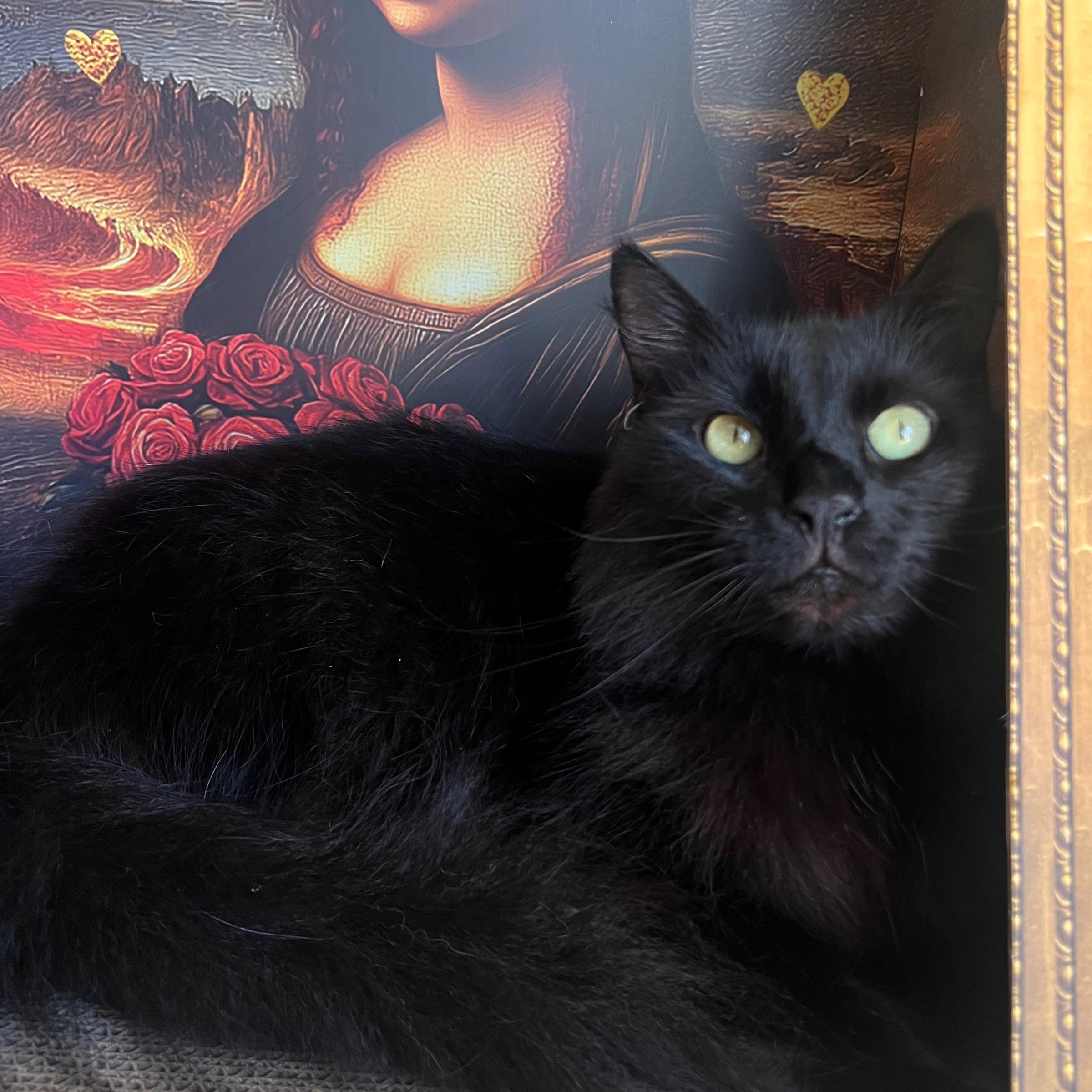 Binx, ADOPTABLE, Adult Male Domestic Medium Hair.