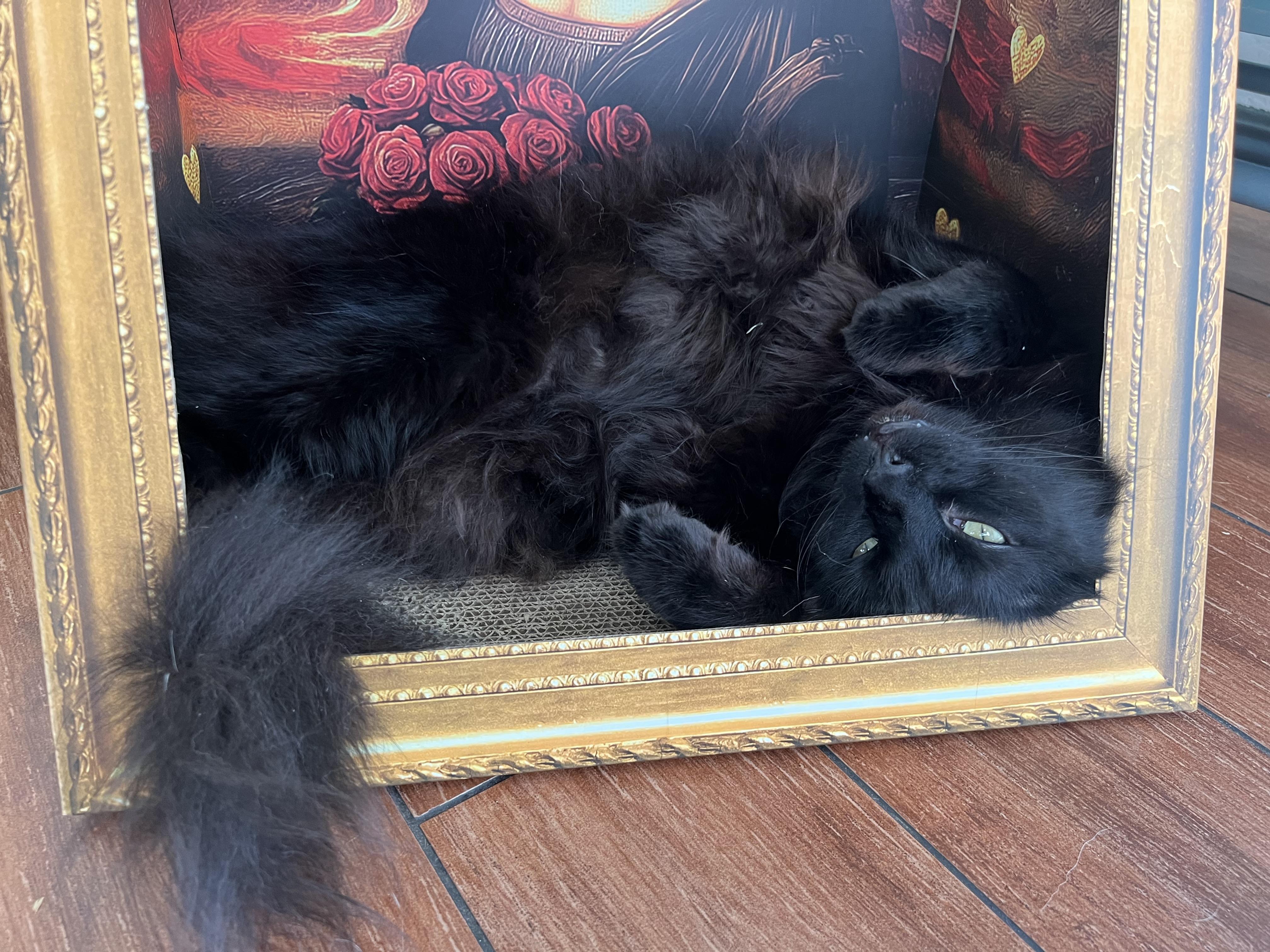 Enlarge Binx, a ADOPTABLE Domestic Medium Hair in San Jose, CA image 4/5