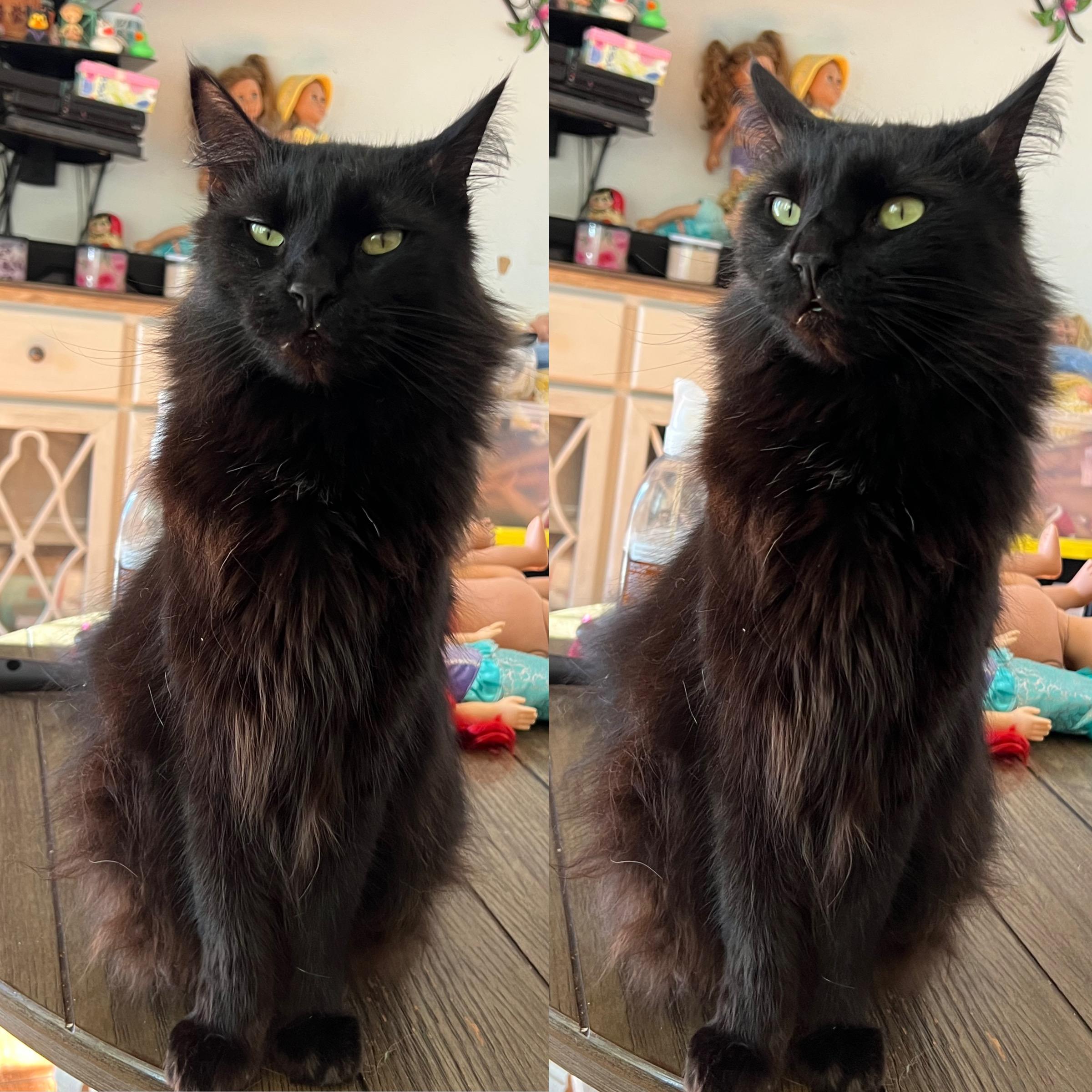 Enlarge Binx, a ADOPTABLE Domestic Medium Hair in San Jose, CA image 5/5