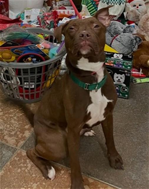 SUGAR, Adoptable, Young Female Pit Bull Terrier & Labrador Retriever.