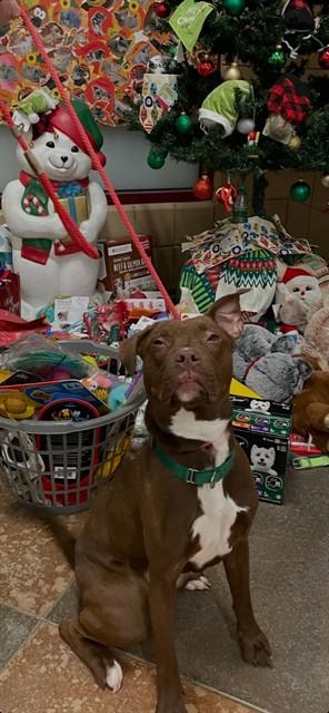 SUGAR, Adoptable, Young Female Pit Bull Terrier & Labrador Retriever.