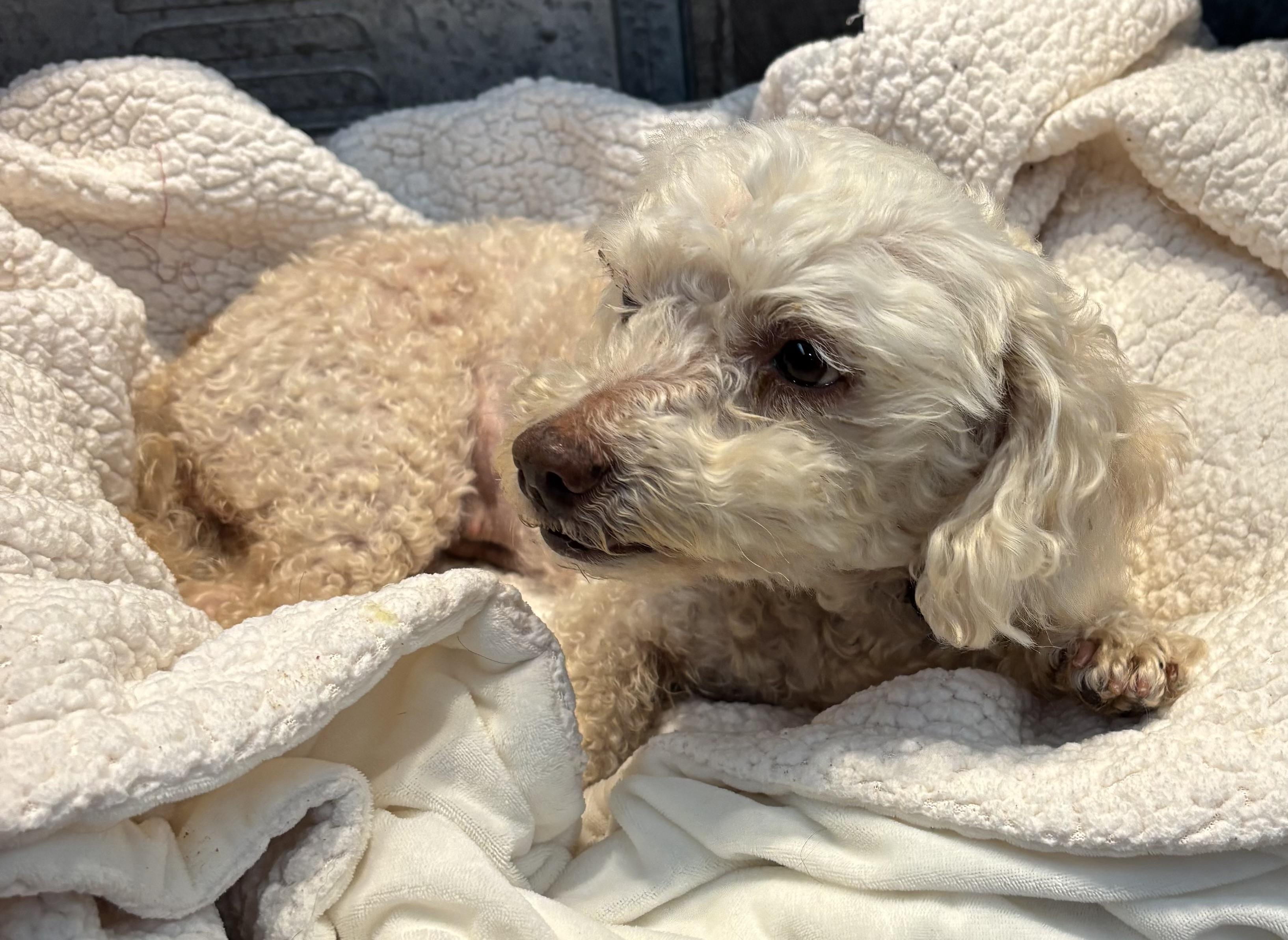 Princess Minnie LaRue of Rosewood, adopted, Adult Female Poodle.