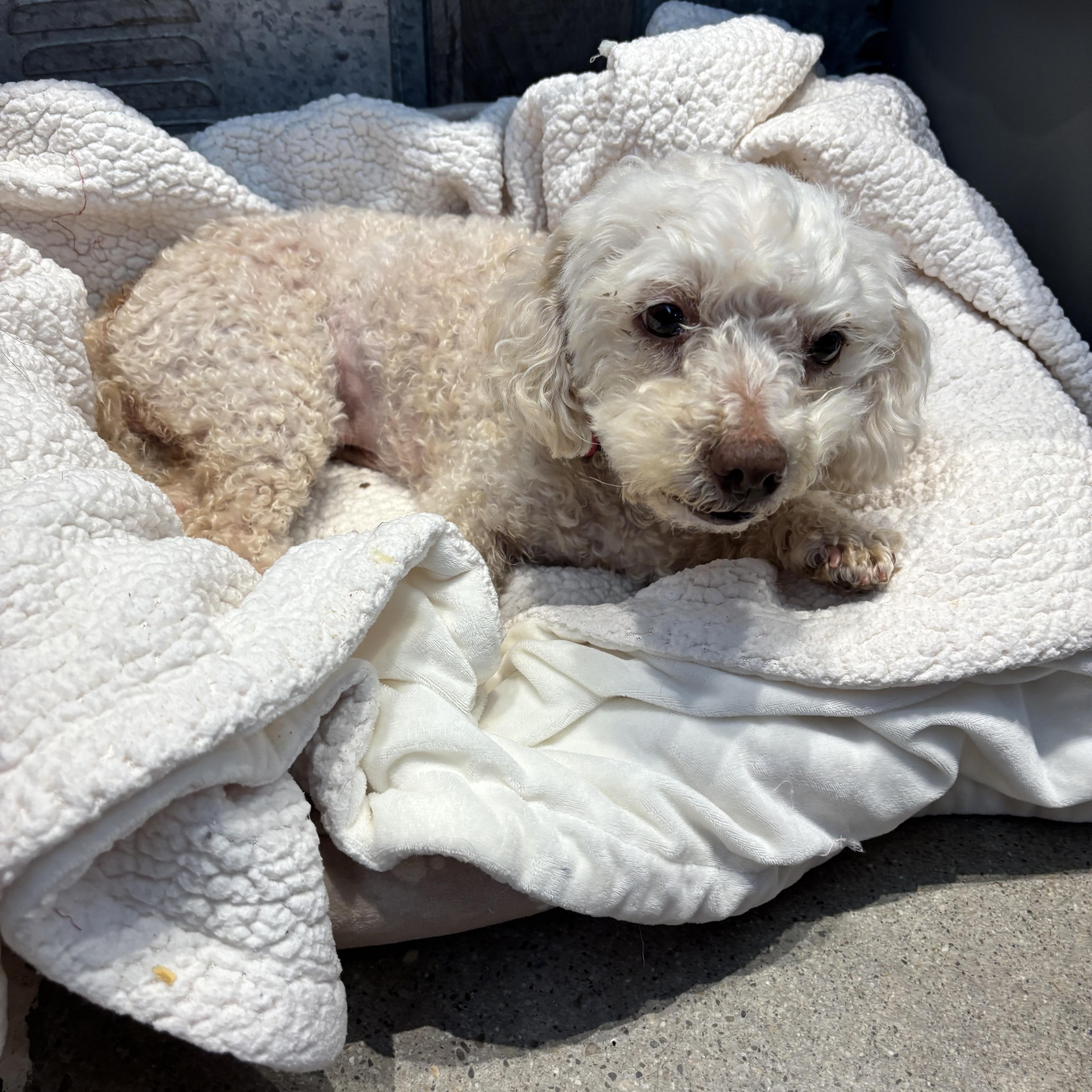 Princess Minnie LaRue of Rosewood, an adopted Poodle in Thousand Oaks, CA image 2/2