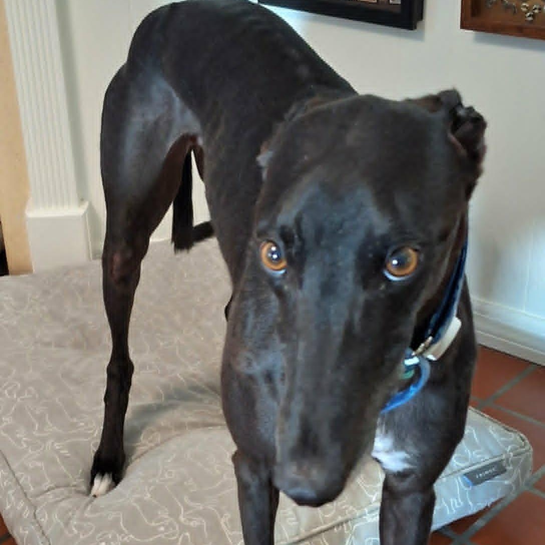Blitzkrieg Punk (DeDe), a ADOPTABLE Greyhound in North Port, FL image 1/6