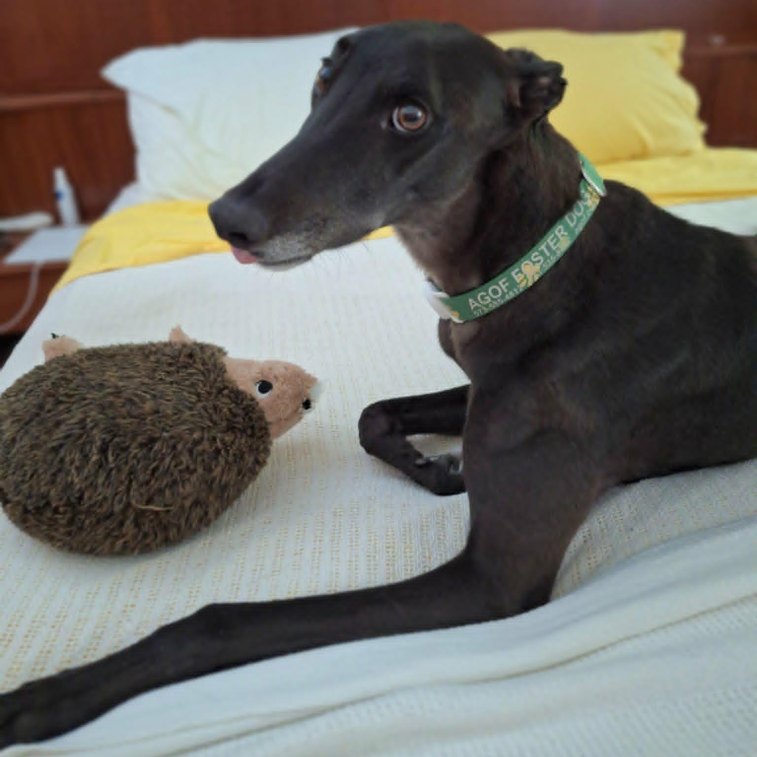 Blitzkrieg Punk (DeDe), a ADOPTABLE Greyhound in North Port, FL image 3/6