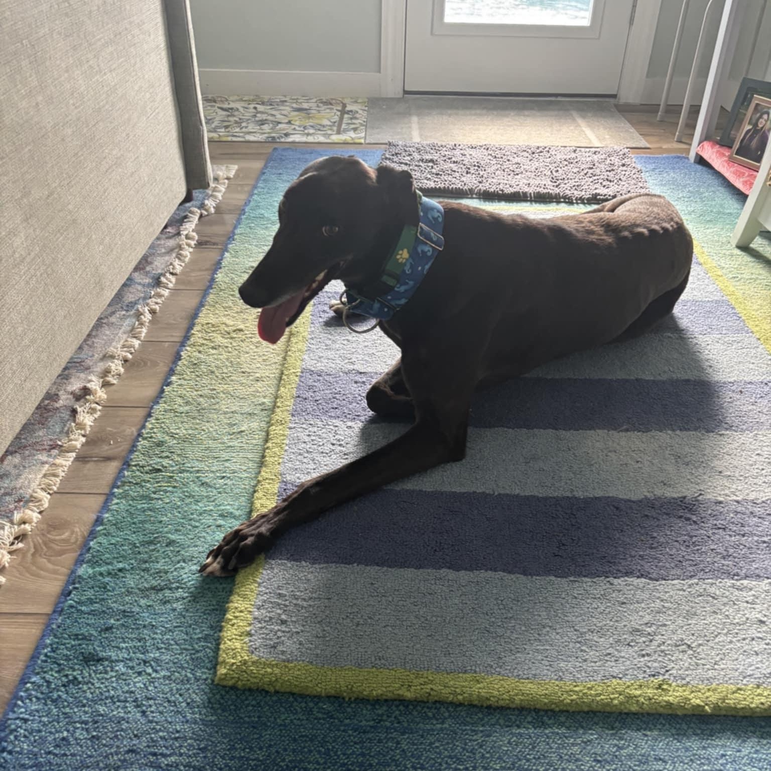 Enlarge Blitzkrieg Punk (DeDe), a ADOPTABLE Greyhound in North Port, FL image 3/3