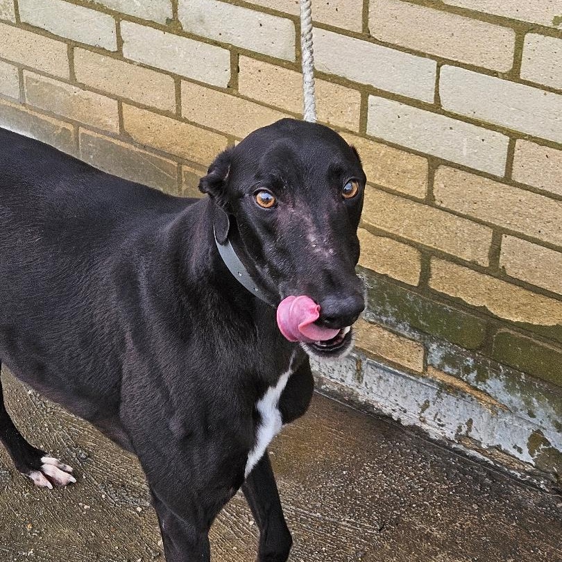 Enlarge Blitzkrieg Punk (DeDe), a ADOPTABLE Greyhound in North Port, FL image 2/3