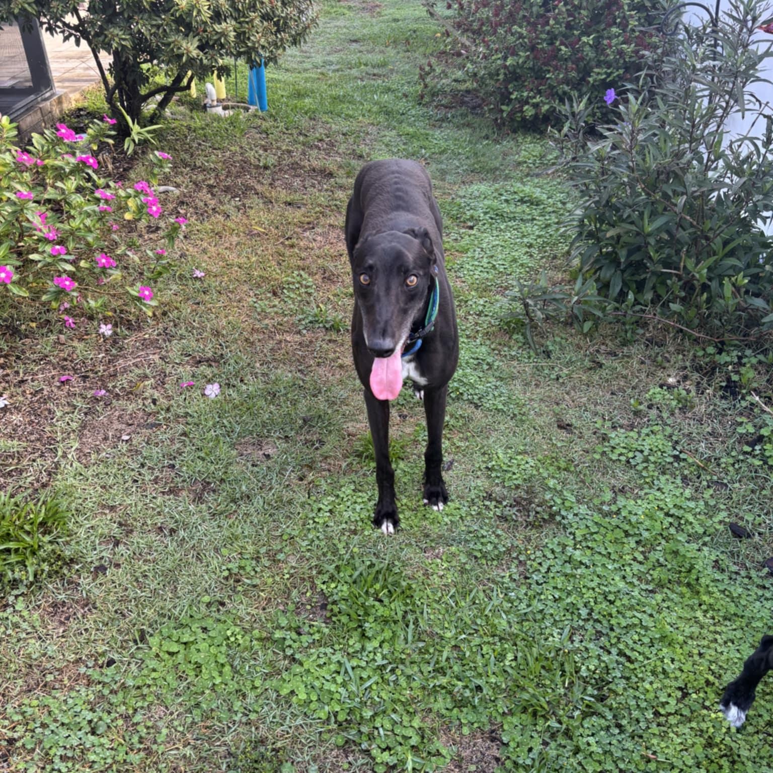 Blitzkrieg Punk (DeDe), ADOPTABLE, Adult Male Greyhound.