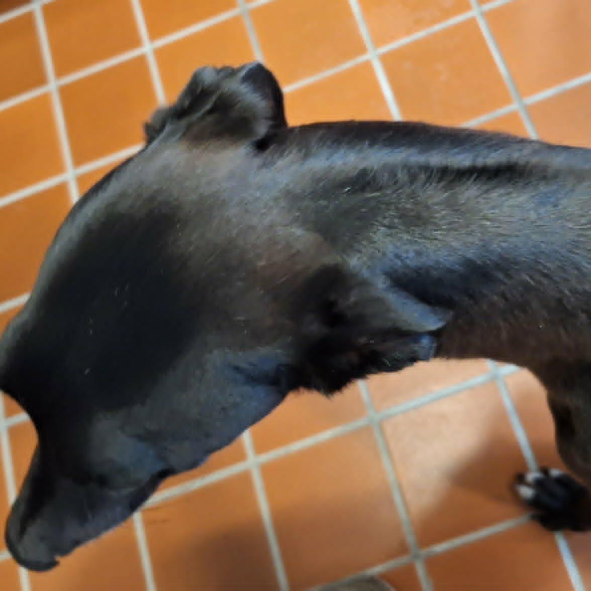 Blitzkrieg Punk (DeDe), a ADOPTABLE Greyhound in North Port, FL image 4/6