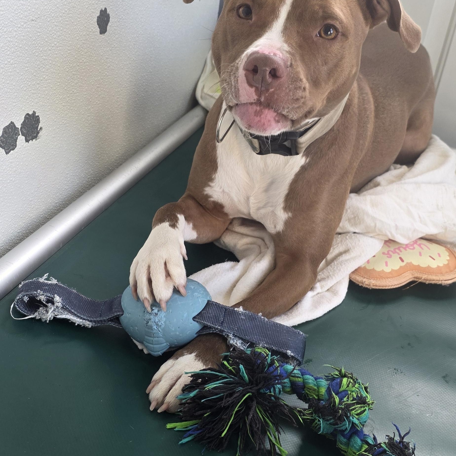 Cherry, Adoptable, Adult Female Pit Bull Terrier.