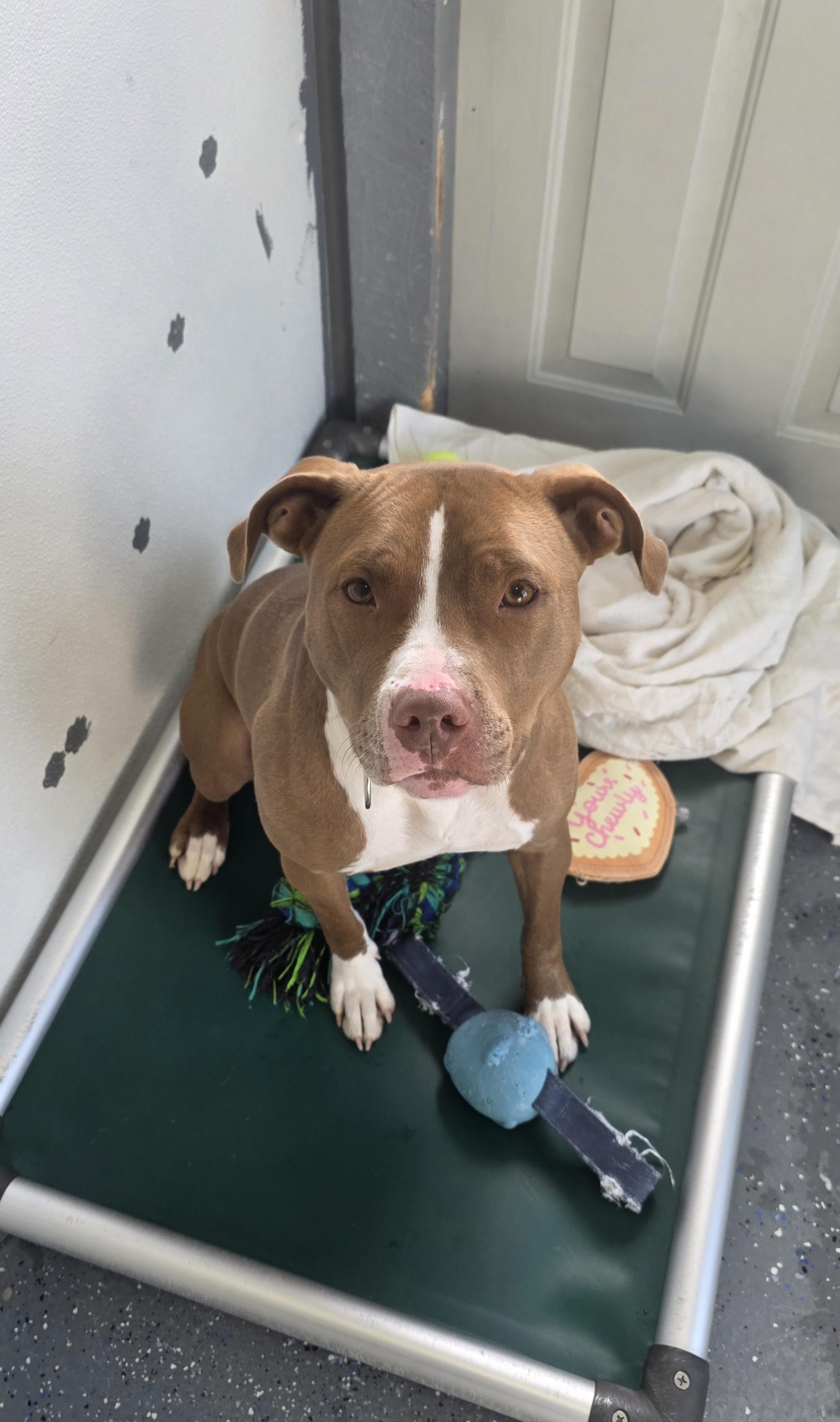 Cherry, a Adoptable Pit Bull Terrier in Polson, MT image 2/2