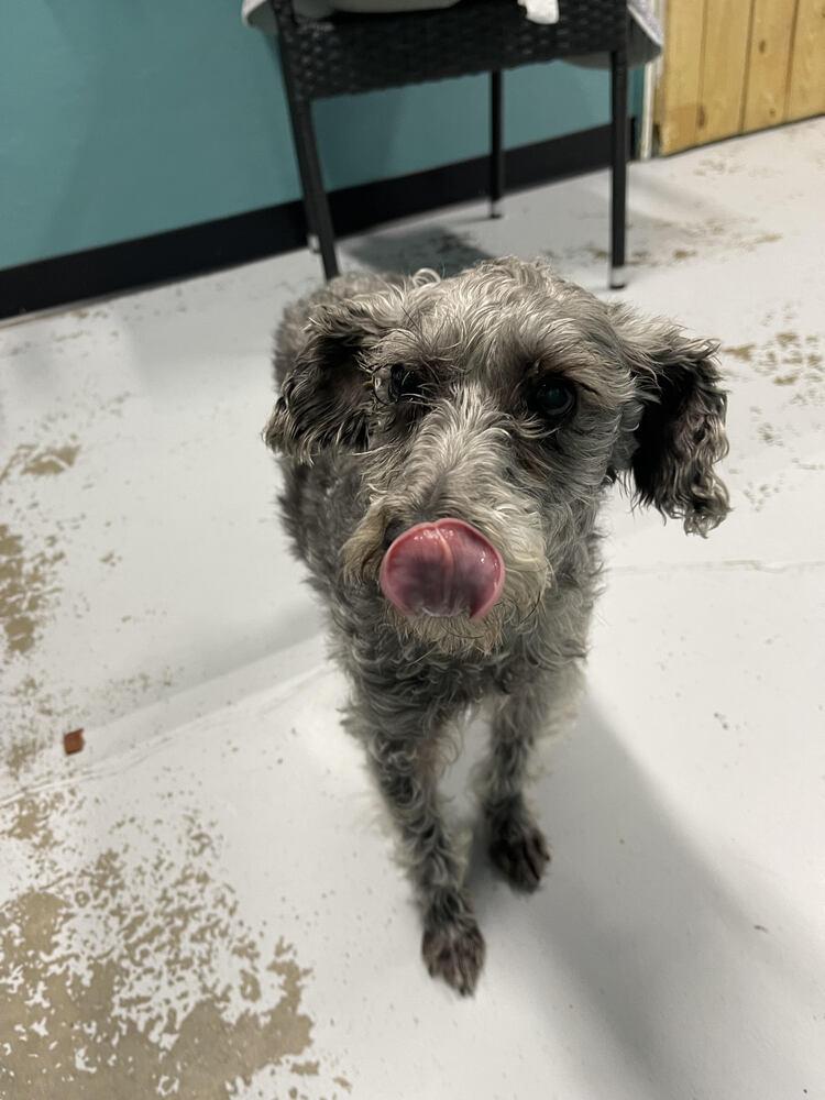 Rose, Adopted, Adult Female Schnauzer & Poodle.