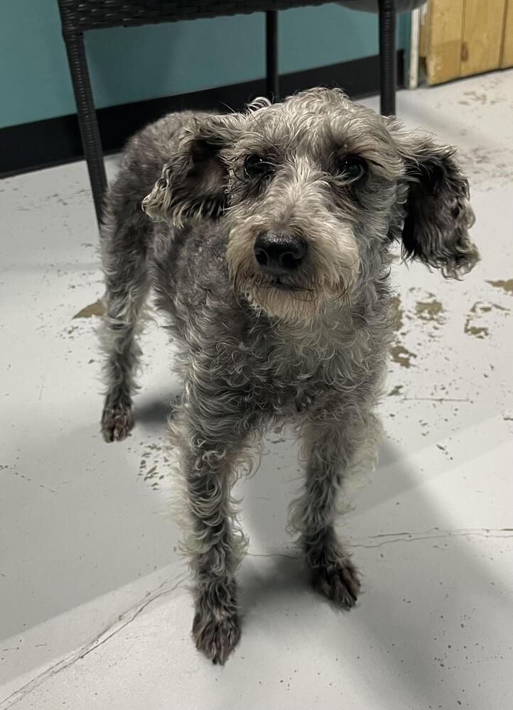 Rose, a Adopted mixed breed in Chattanooga, TN image 2/3