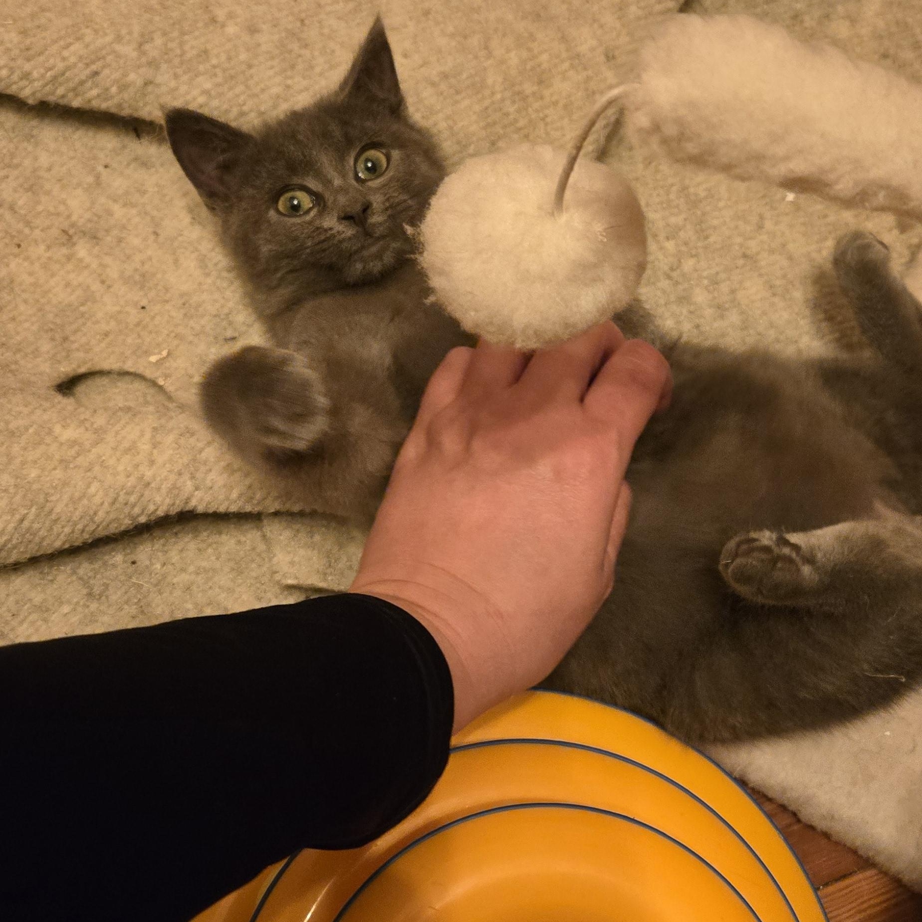 Enlarge Bryce, a Adoptable mixed breed in Hyattsville, MD image 3/6