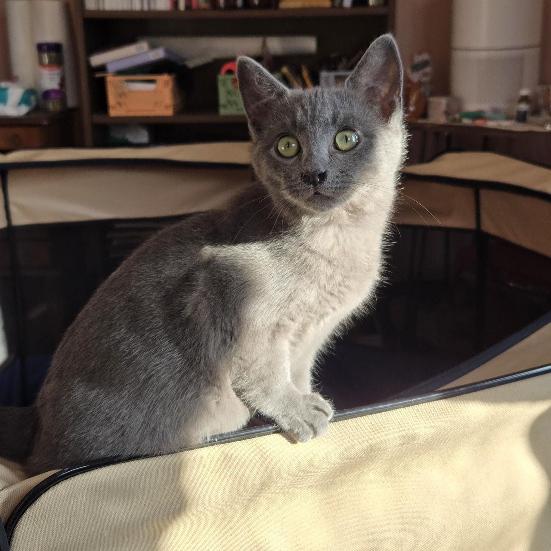 Bryce, Adoptable, Kitten Male Russian Blue & Domestic Short Hair.