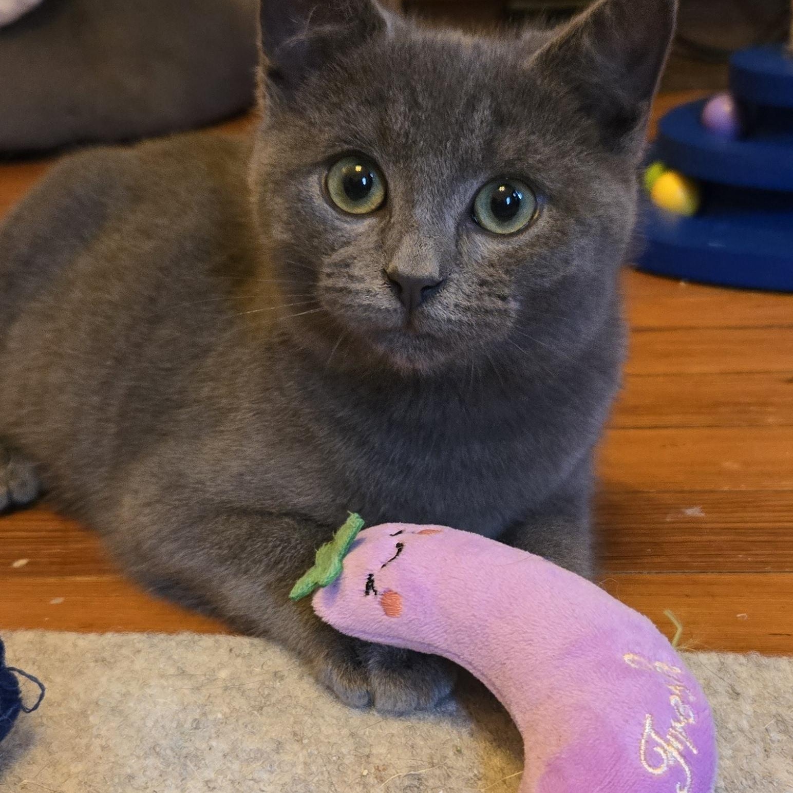 Enlarge Bryce, a Adoptable mixed breed in Hyattsville, MD image 6/6