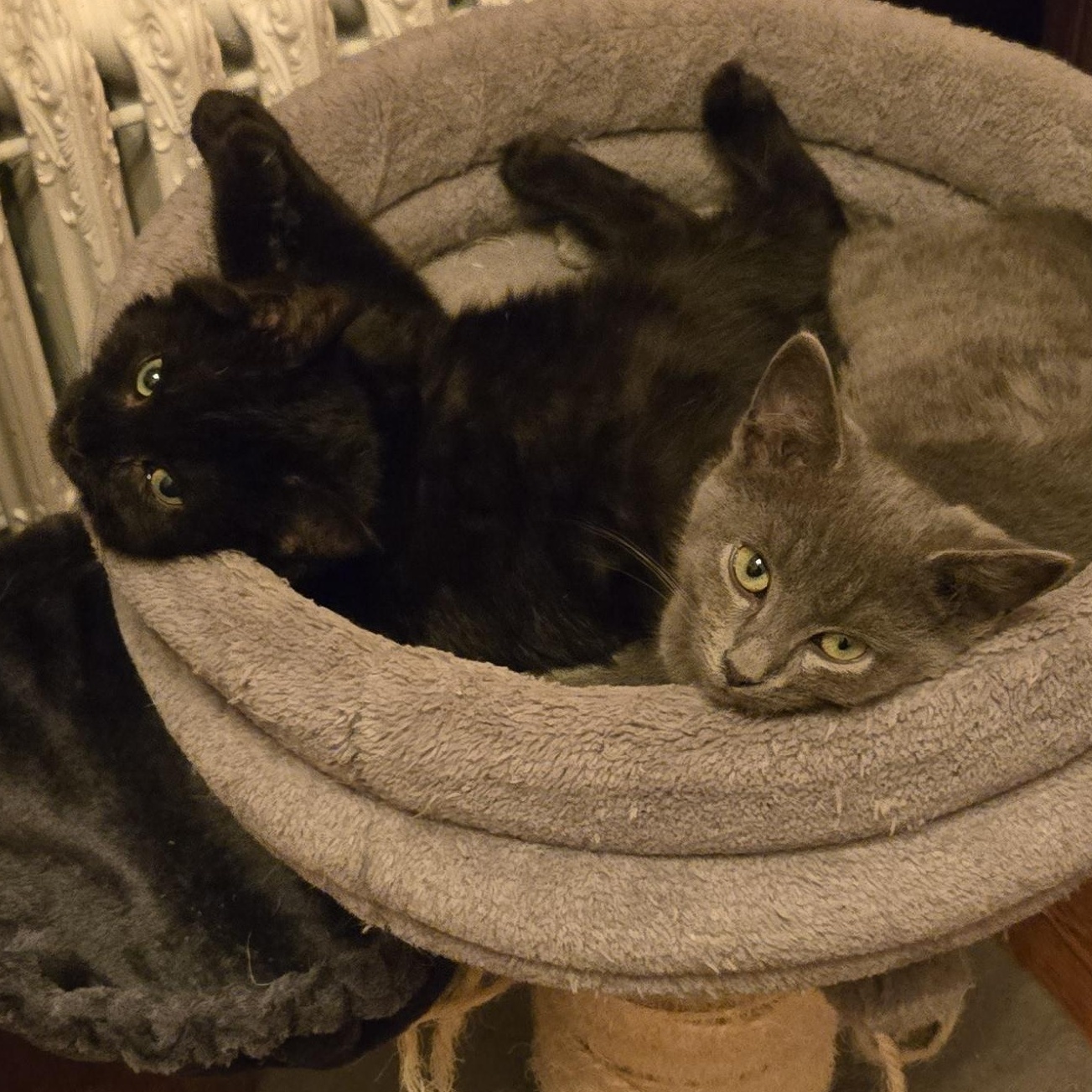 Enlarge Bryce, a Adoptable mixed breed in Hyattsville, MD image 4/6