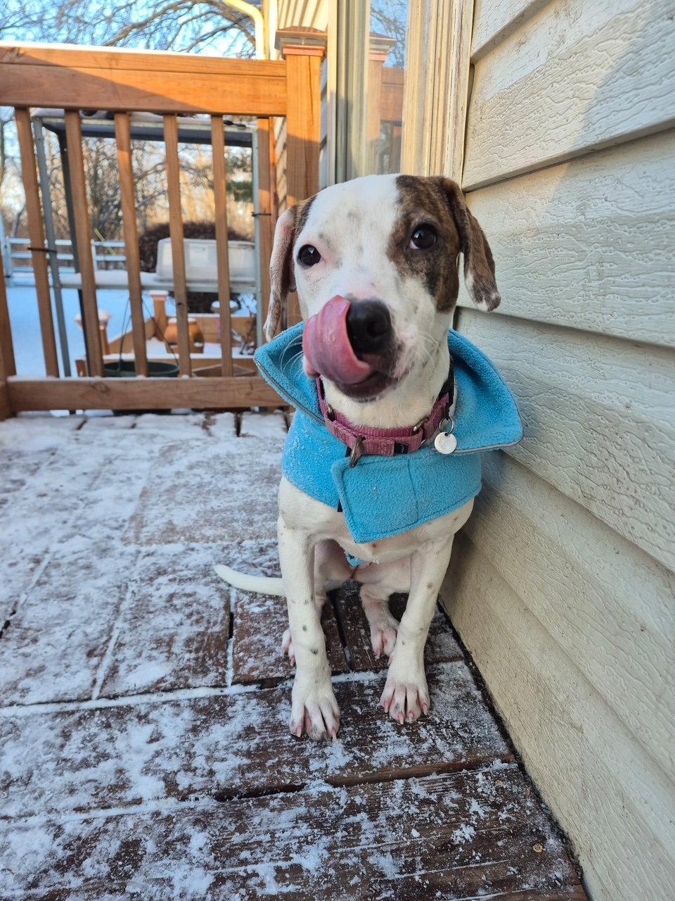 Zemula, a Adoptable mixed breed in Island Lake, IL image 2/3