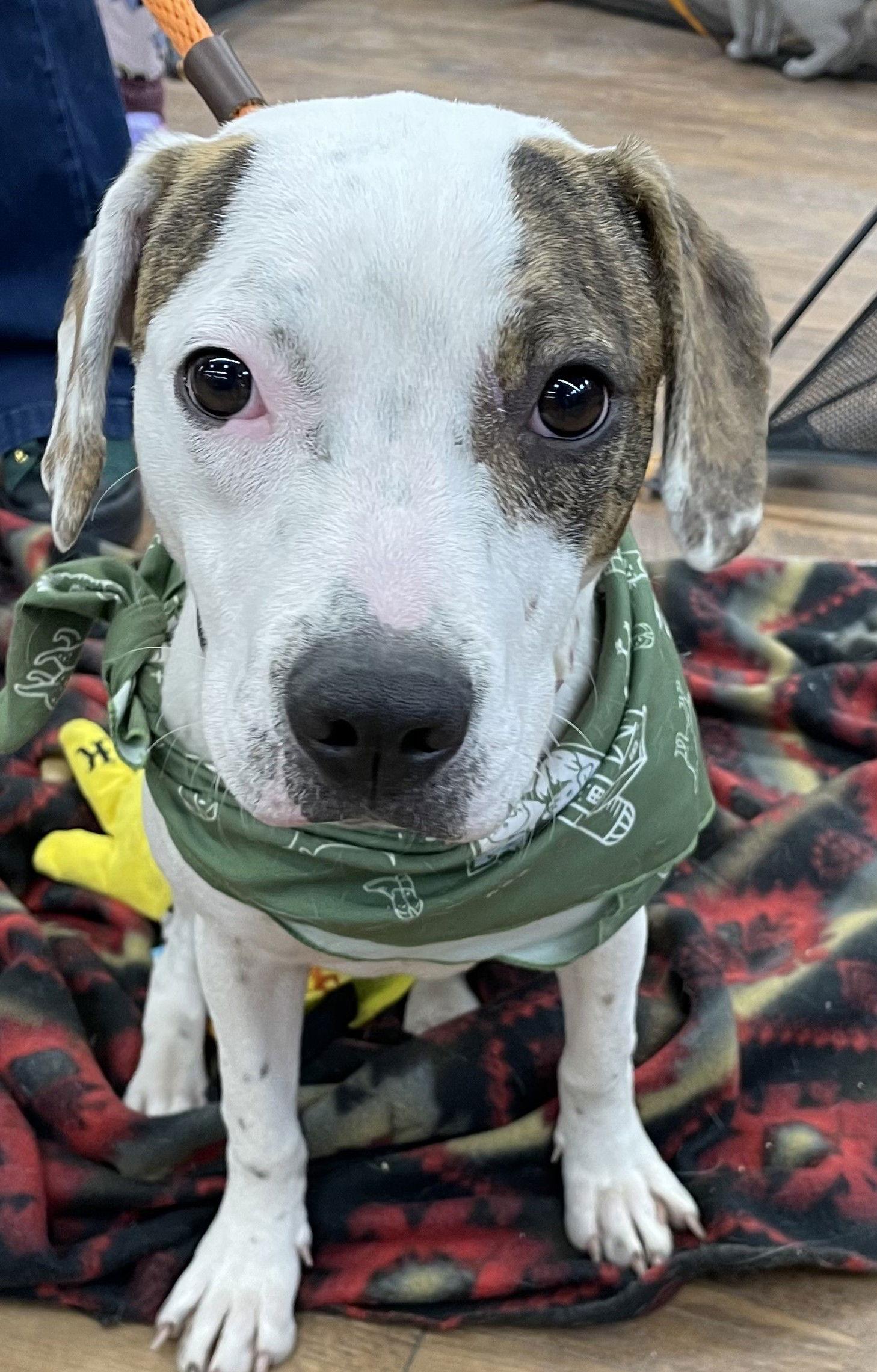 Zemula, a Adoptable mixed breed in Island Lake, IL image 3/3