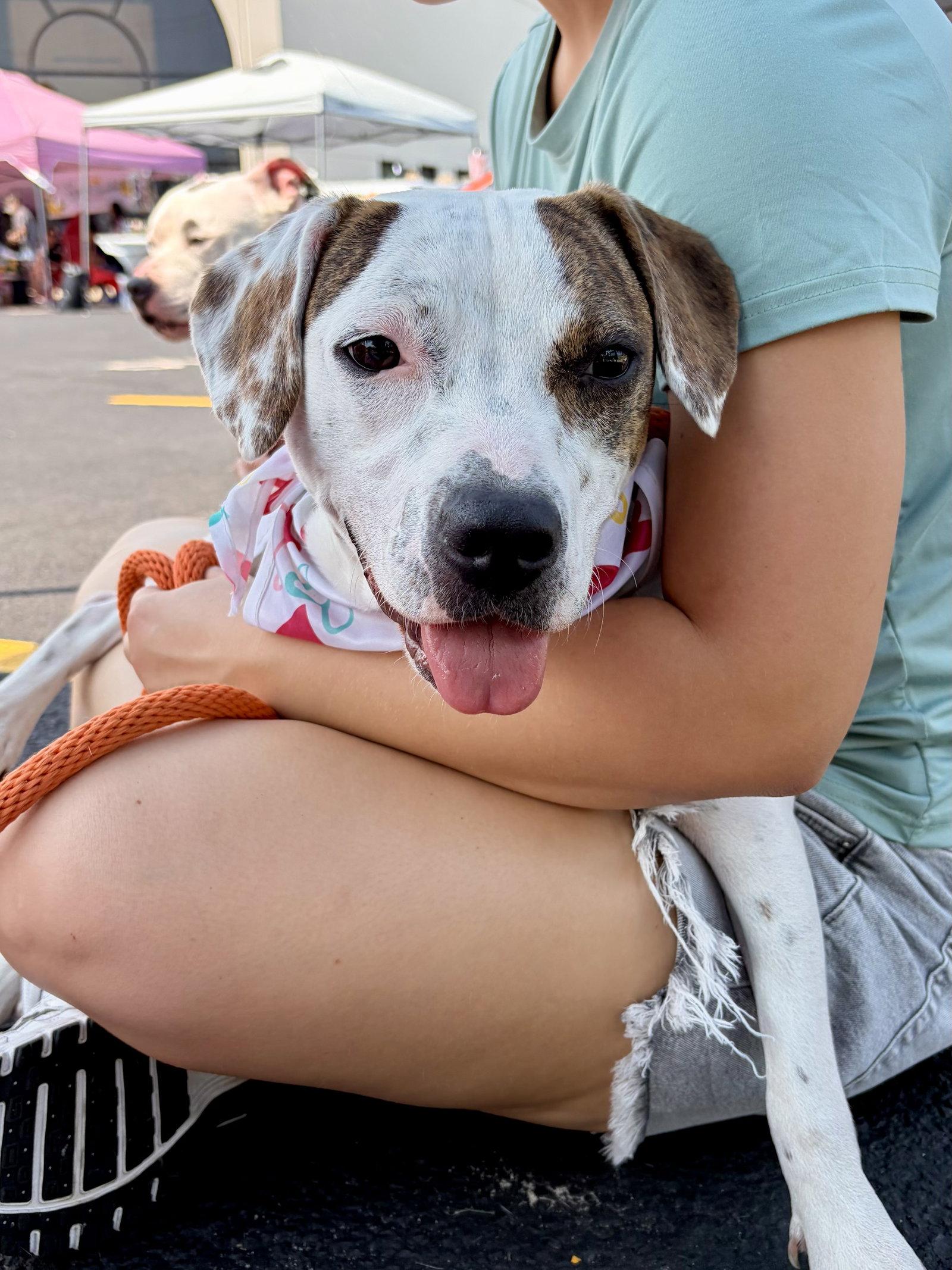 Zemula, Adoptable, Puppy Female Hound & Beagle.