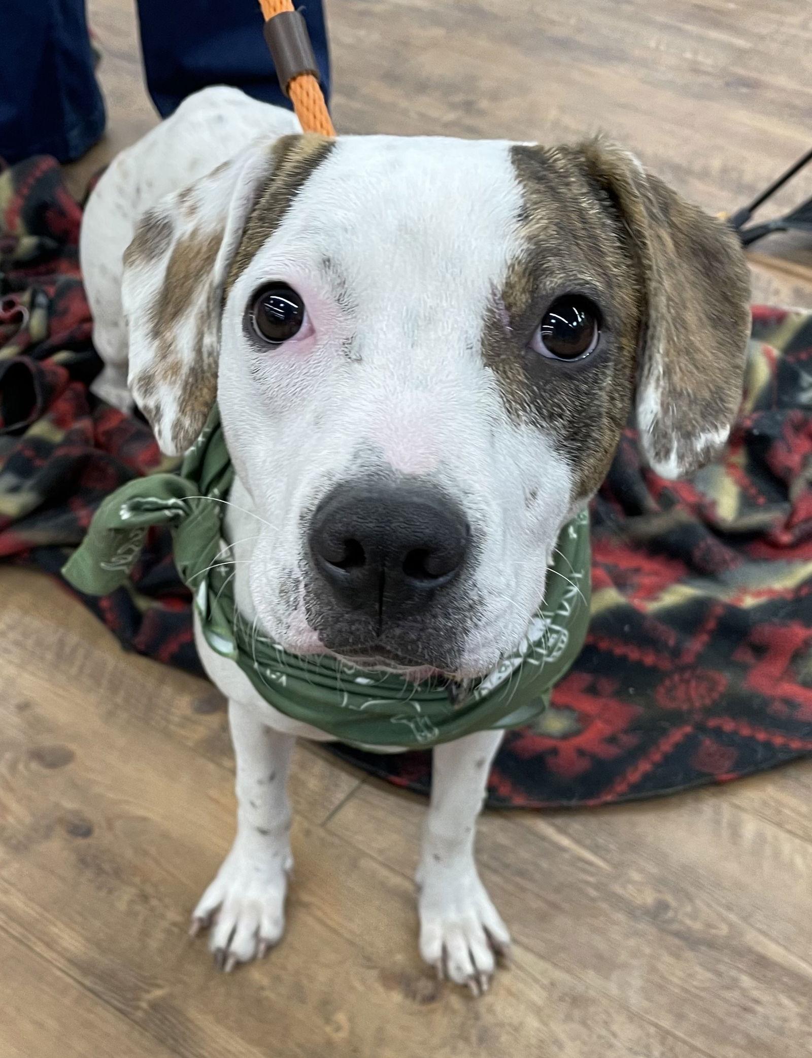 Zemula, a Adoptable mixed breed in Island Lake, IL image 1/3
